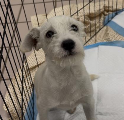 Enlarge Rosie, a Adoptable mixed breed in Honolulu, HI image 2/2