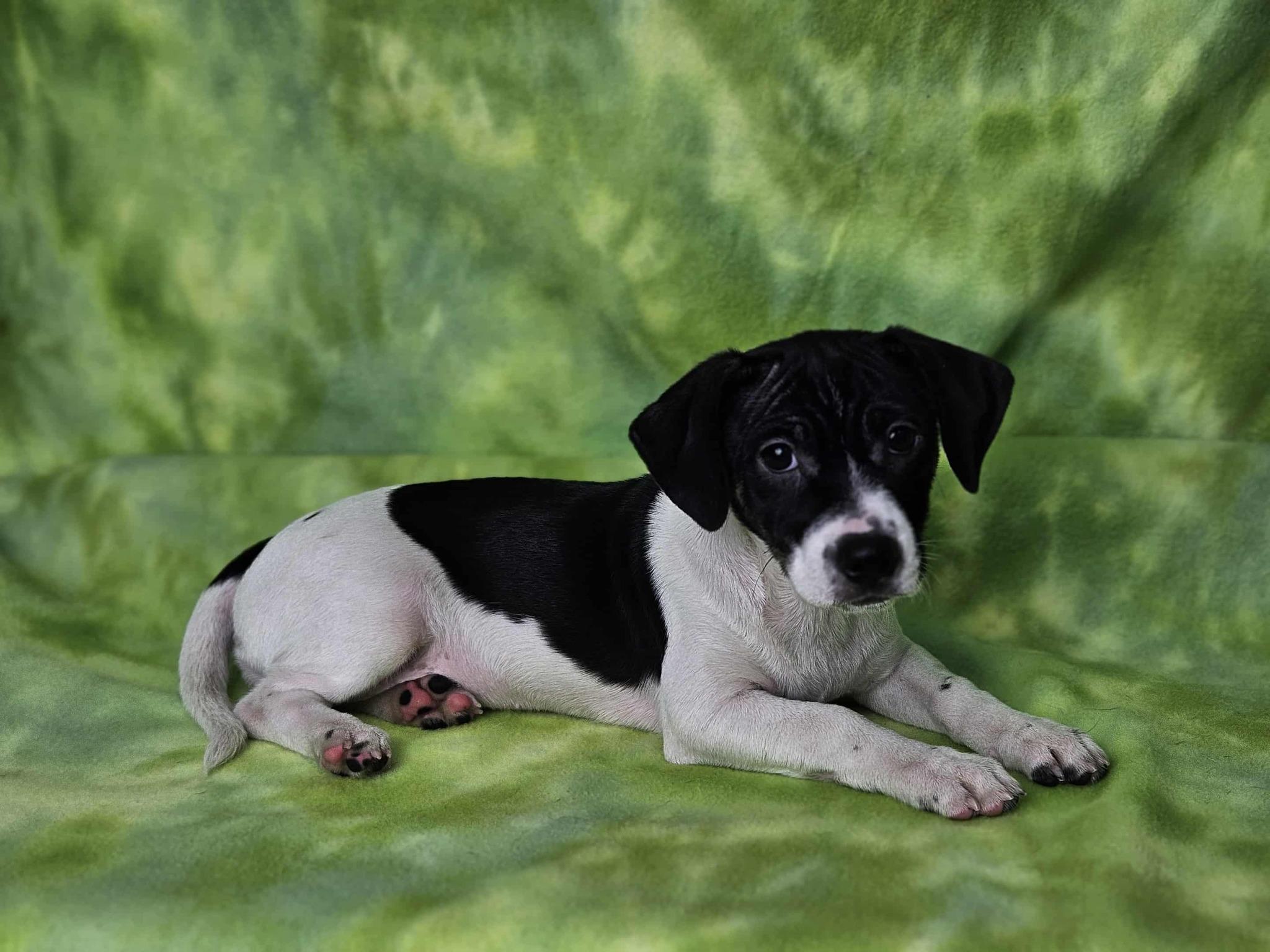 Enlarge Mary Ann, a Adoptable mixed breed in East Sparta, OH image 1/1