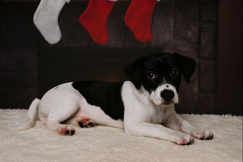 Enlarge Mary Ann, a Adoptable mixed breed in East Sparta, OH image 1/1