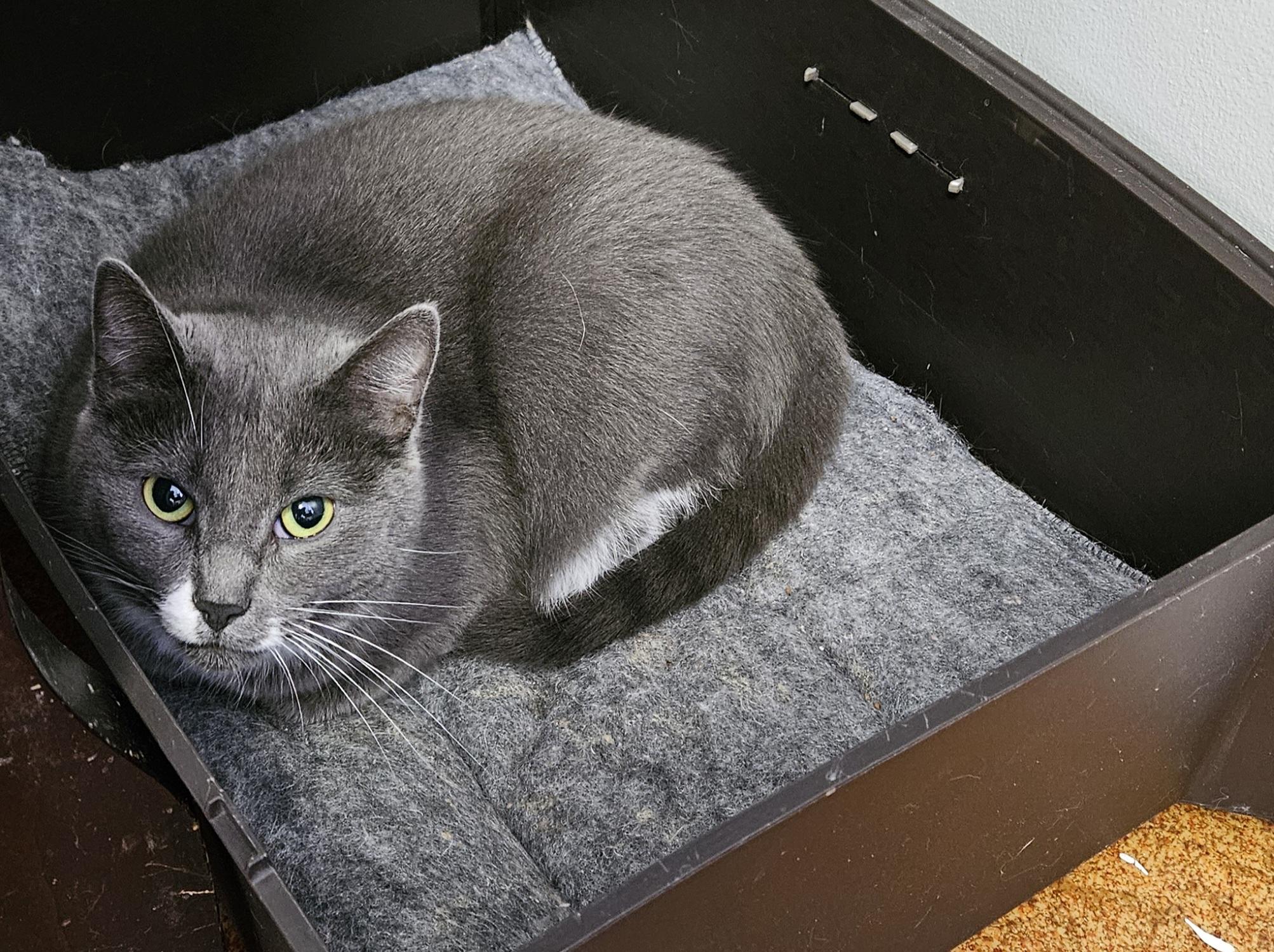 Enlarge Rochelle, a Adoptable Domestic Short Hair in Brockport, NY image 6/6