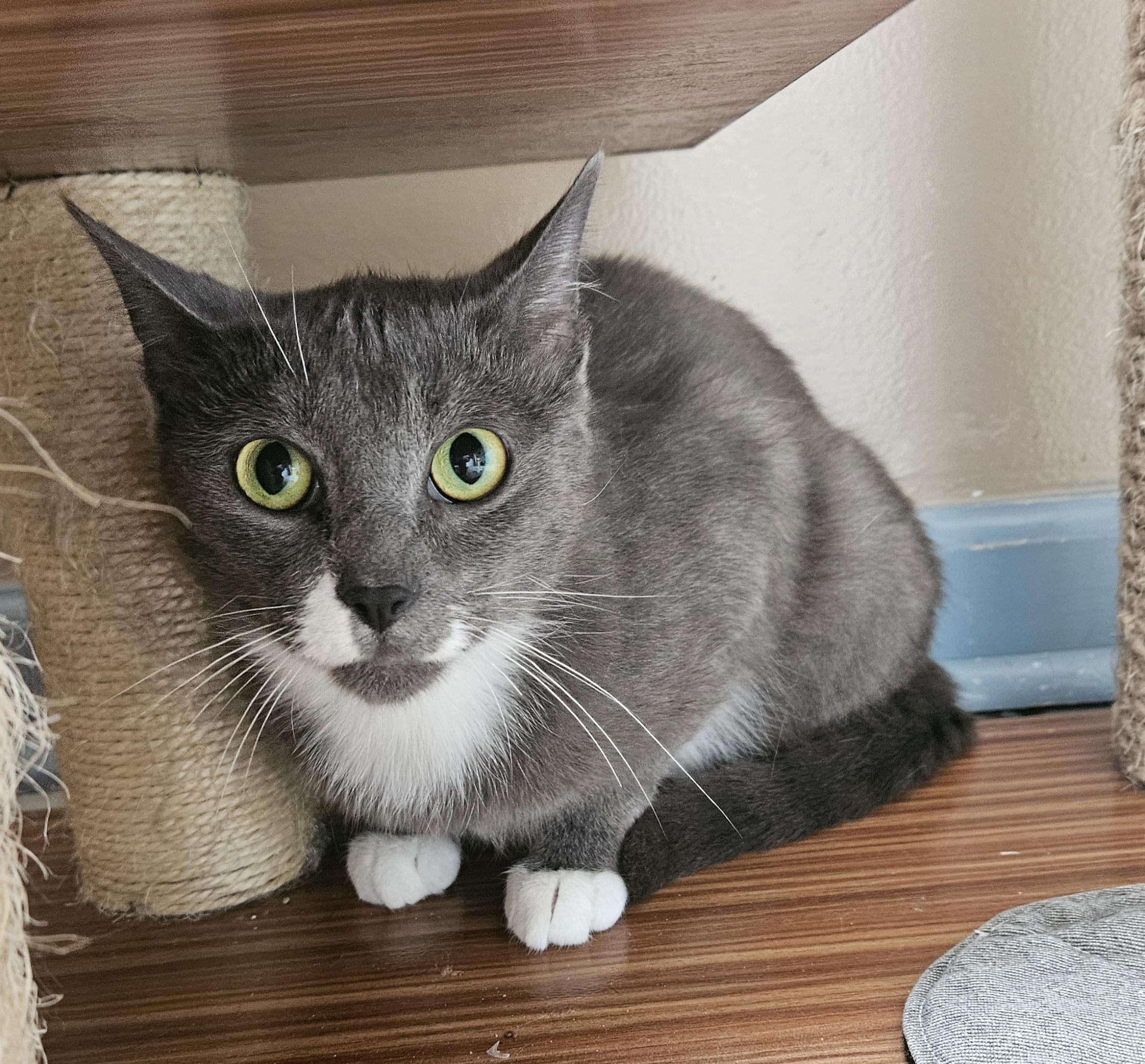 Enlarge Rochelle, a Adoptable Domestic Short Hair in Brockport, NY image 3/6
