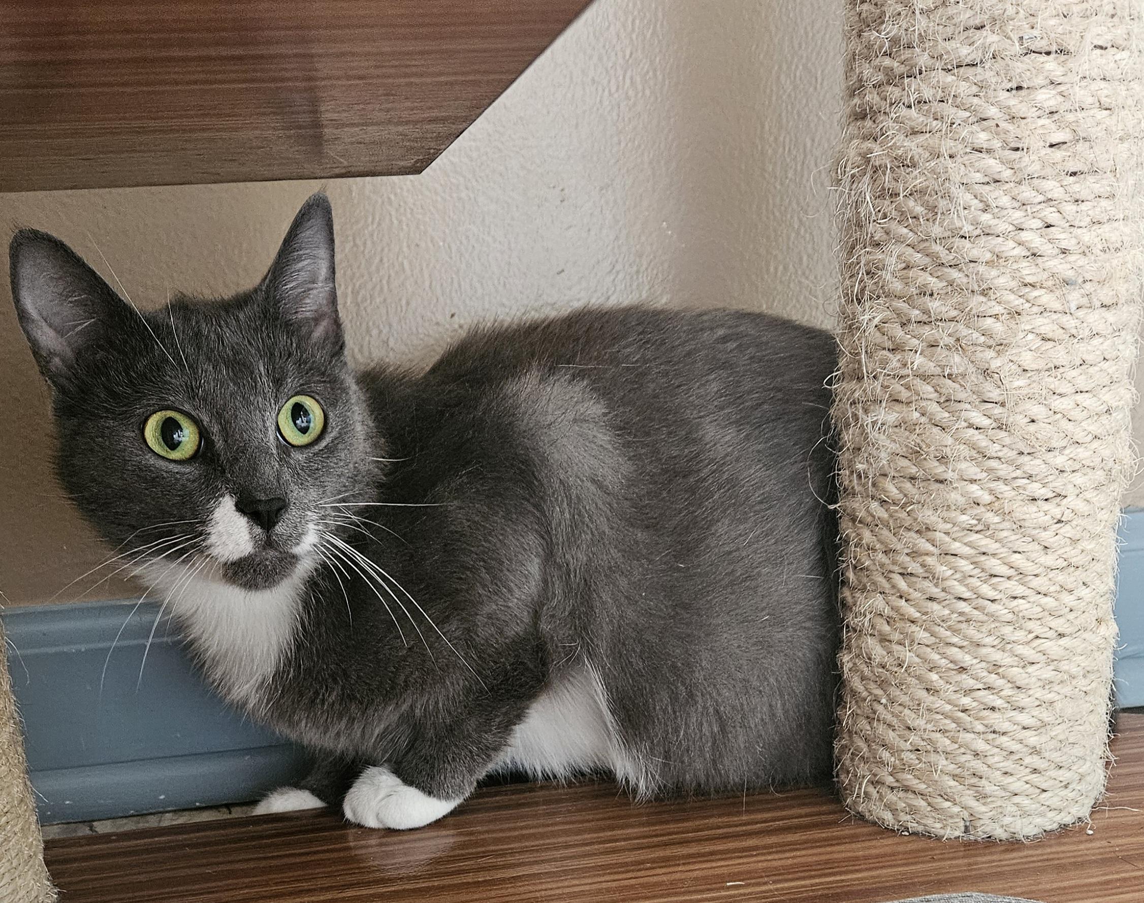 Rochelle, Adoptable, Adult Female Domestic Short Hair.
