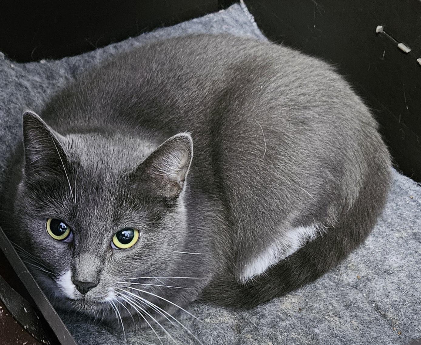 Enlarge Rochelle, a Adoptable Domestic Short Hair in Brockport, NY image 5/6