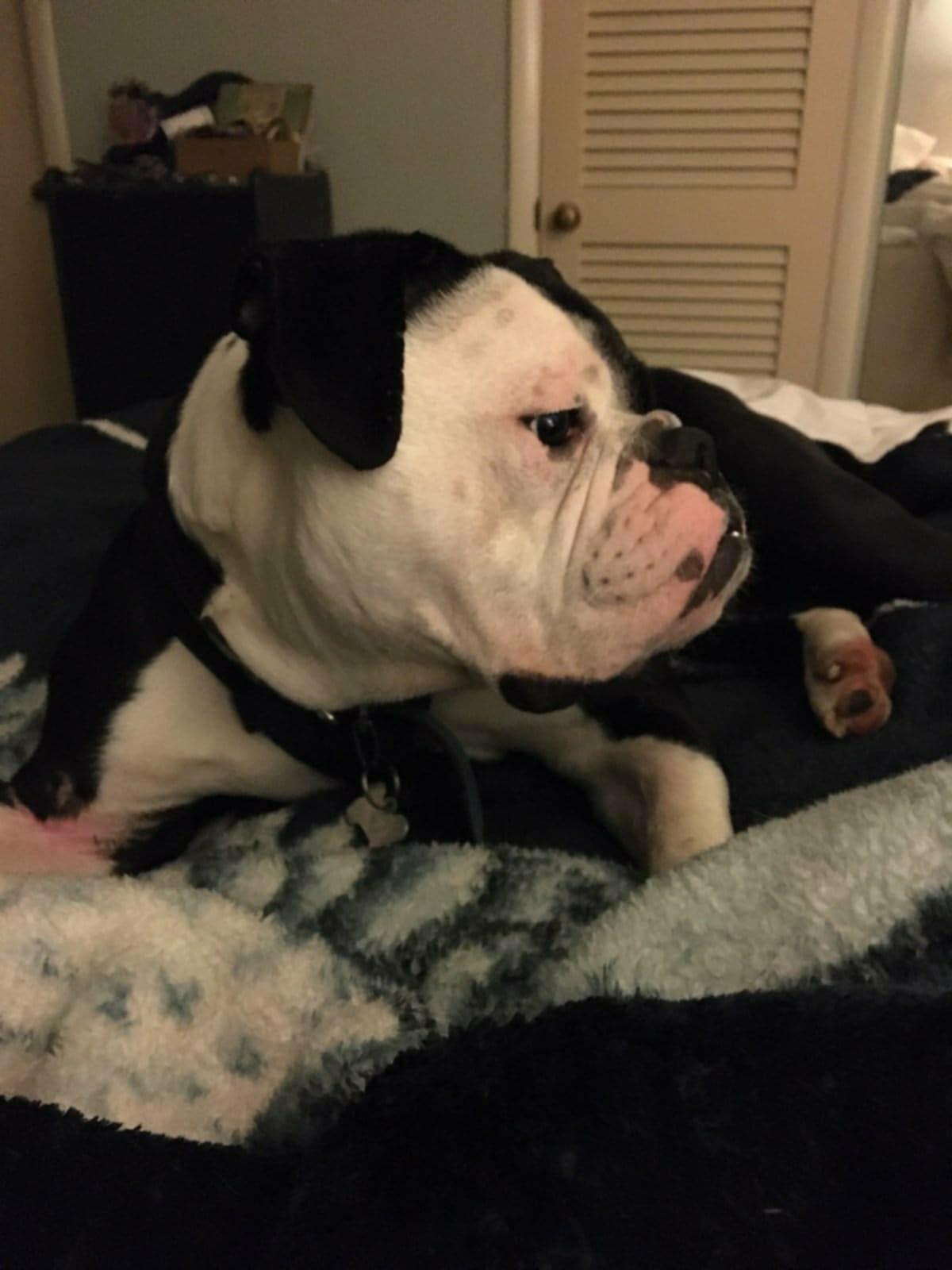 Ace, Adopted, Young Male English Bulldog.