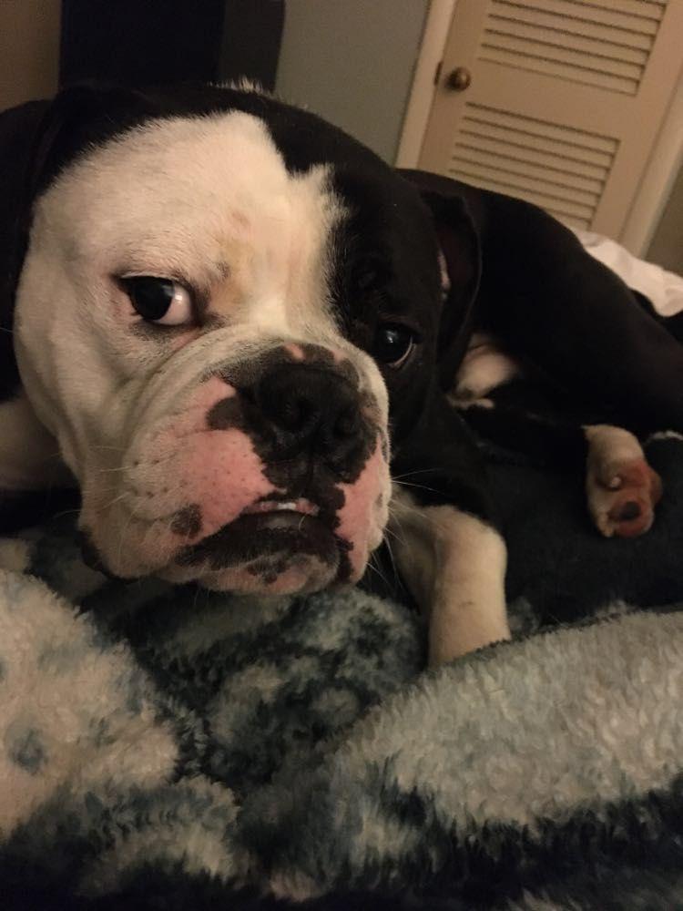Ace, a Adopted English Bulldog in Decatur, IL image 2/2
