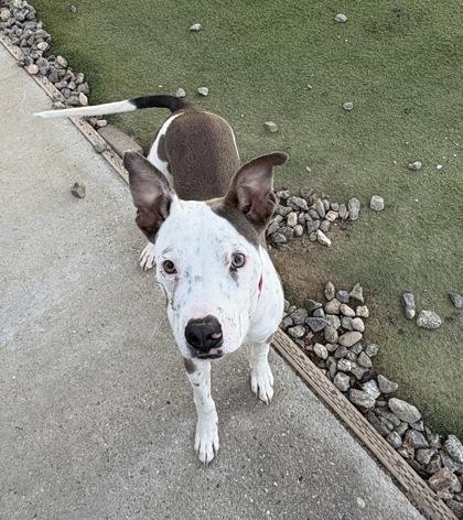 Junior Malachi, Adoptable, Puppy Male Pit Bull Terrier & Mixed Breed.