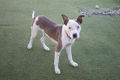 Junior, a Adoptable mixed breed in Lebec, CA image 1/3