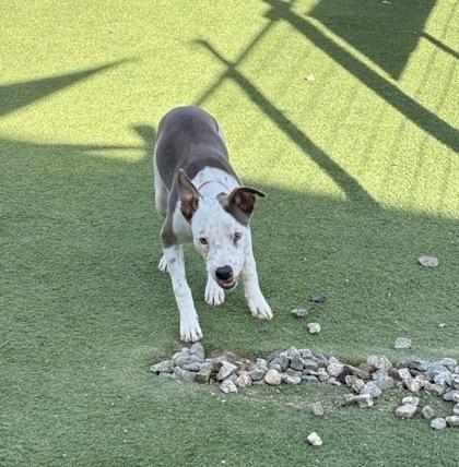 Junior Malachi, a Adoptable mixed breed in Lebec, CA image 2/3