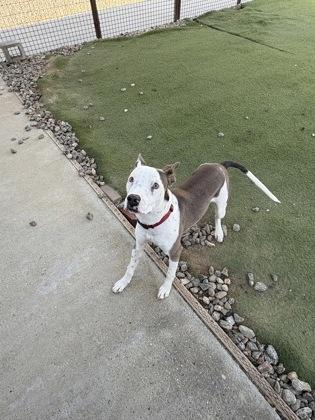 Junior Malachi, a Adoptable mixed breed in Lebec, CA image 3/3