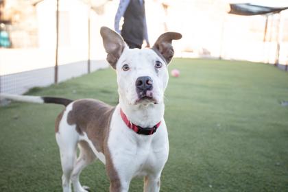 Junior, a Adoptable mixed breed in Lebec, CA image 2/3