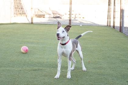 Junior, a Adoptable mixed breed in Lebec, CA image 3/3