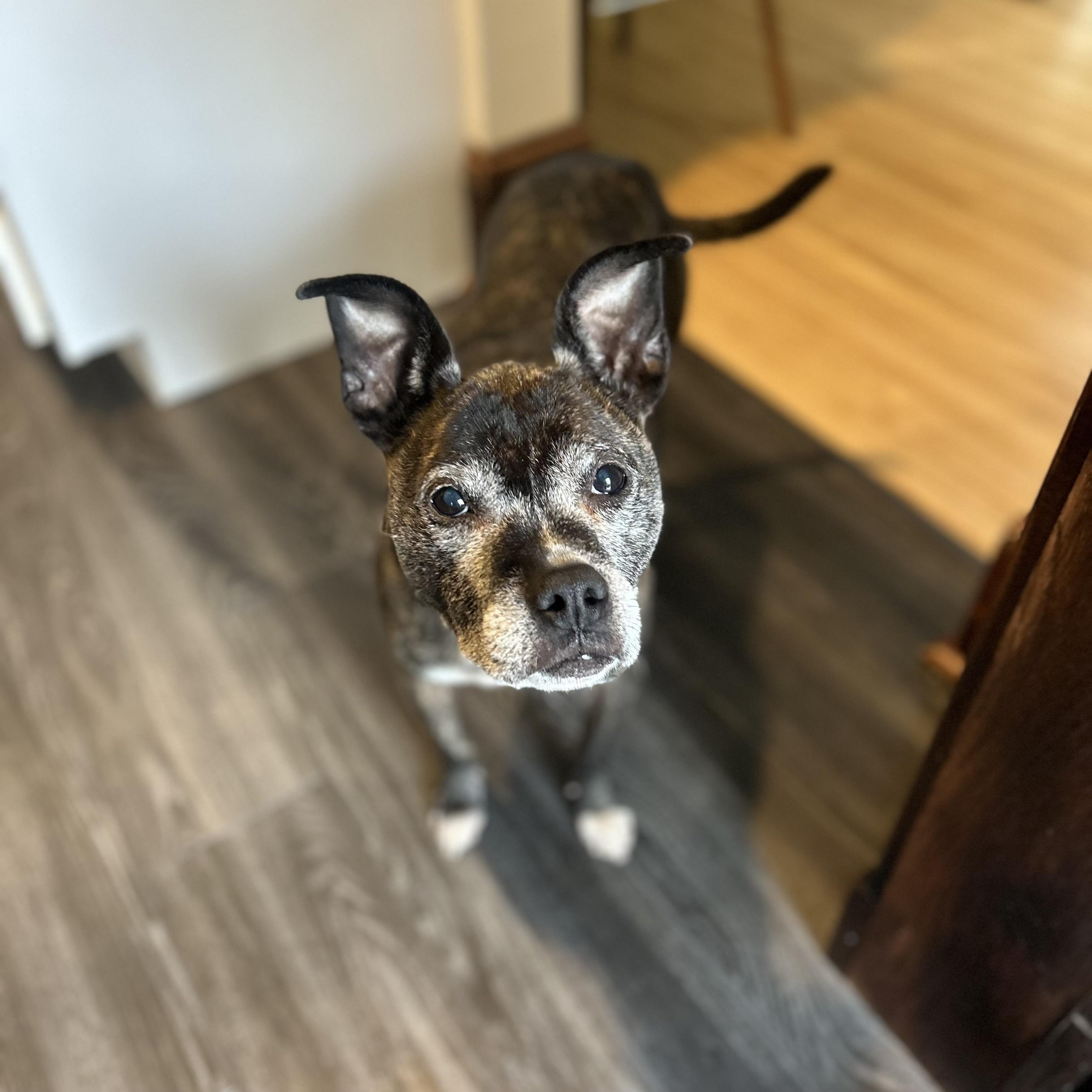 Maple, a Adoptable mixed breed in Prior Lake, MN image 3/6