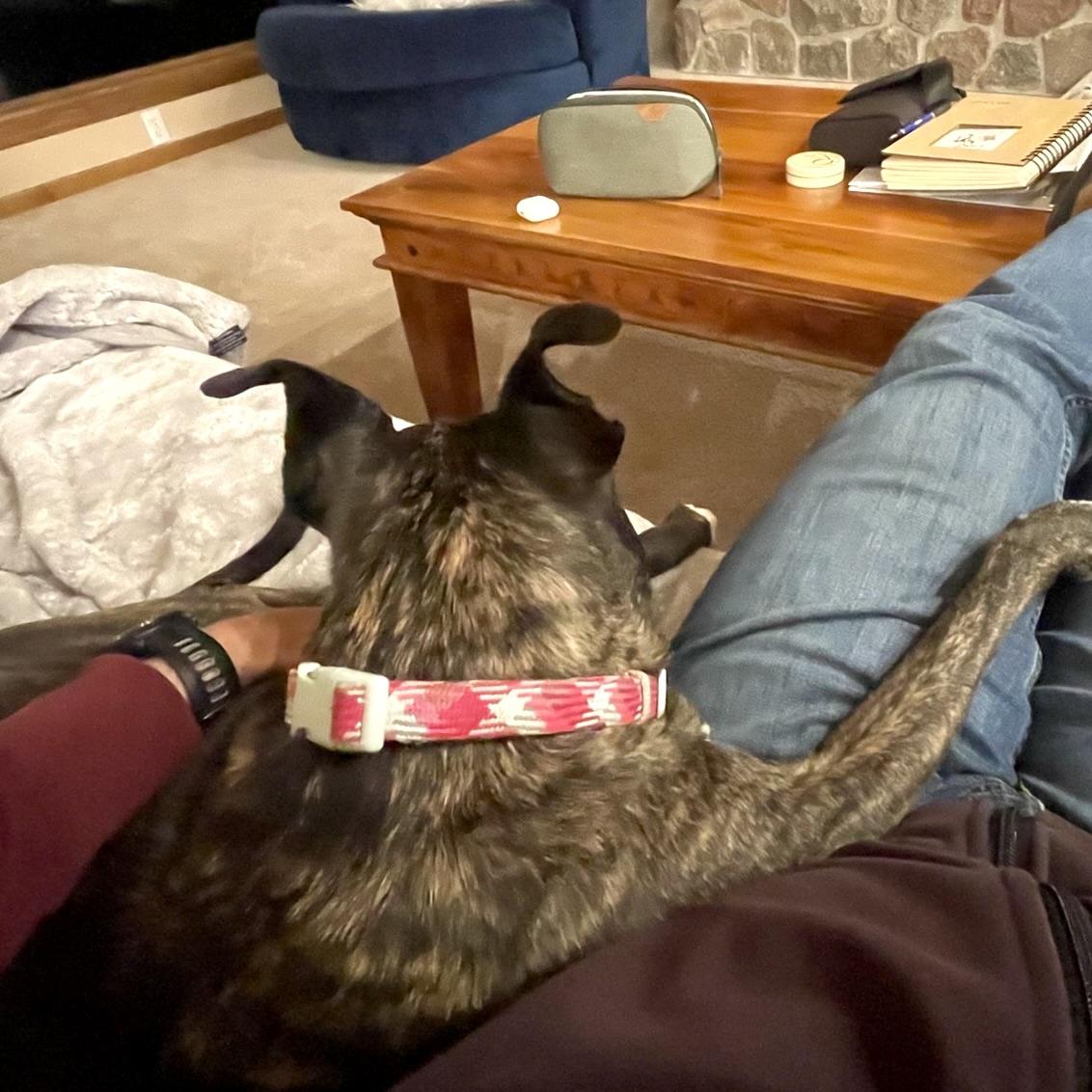 Enlarge Maple, a Adoptable mixed breed in Prior Lake, MN image 3/6