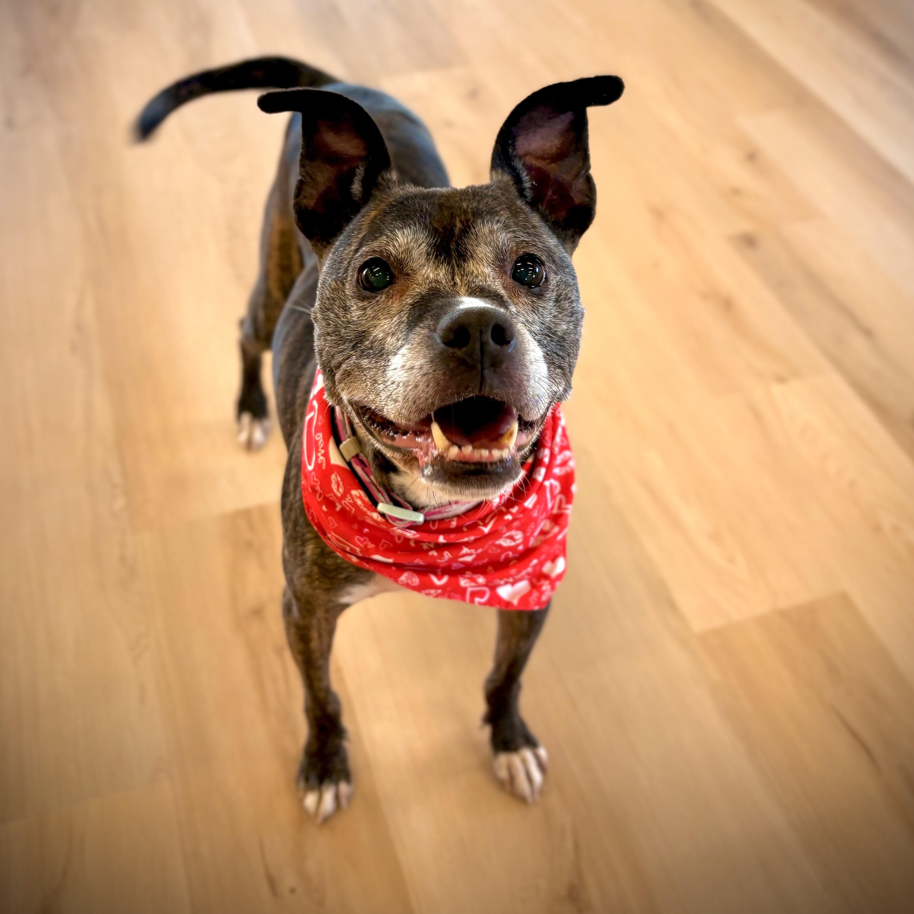 Maple, a Adoptable mixed breed in Prior Lake, MN image 6/6