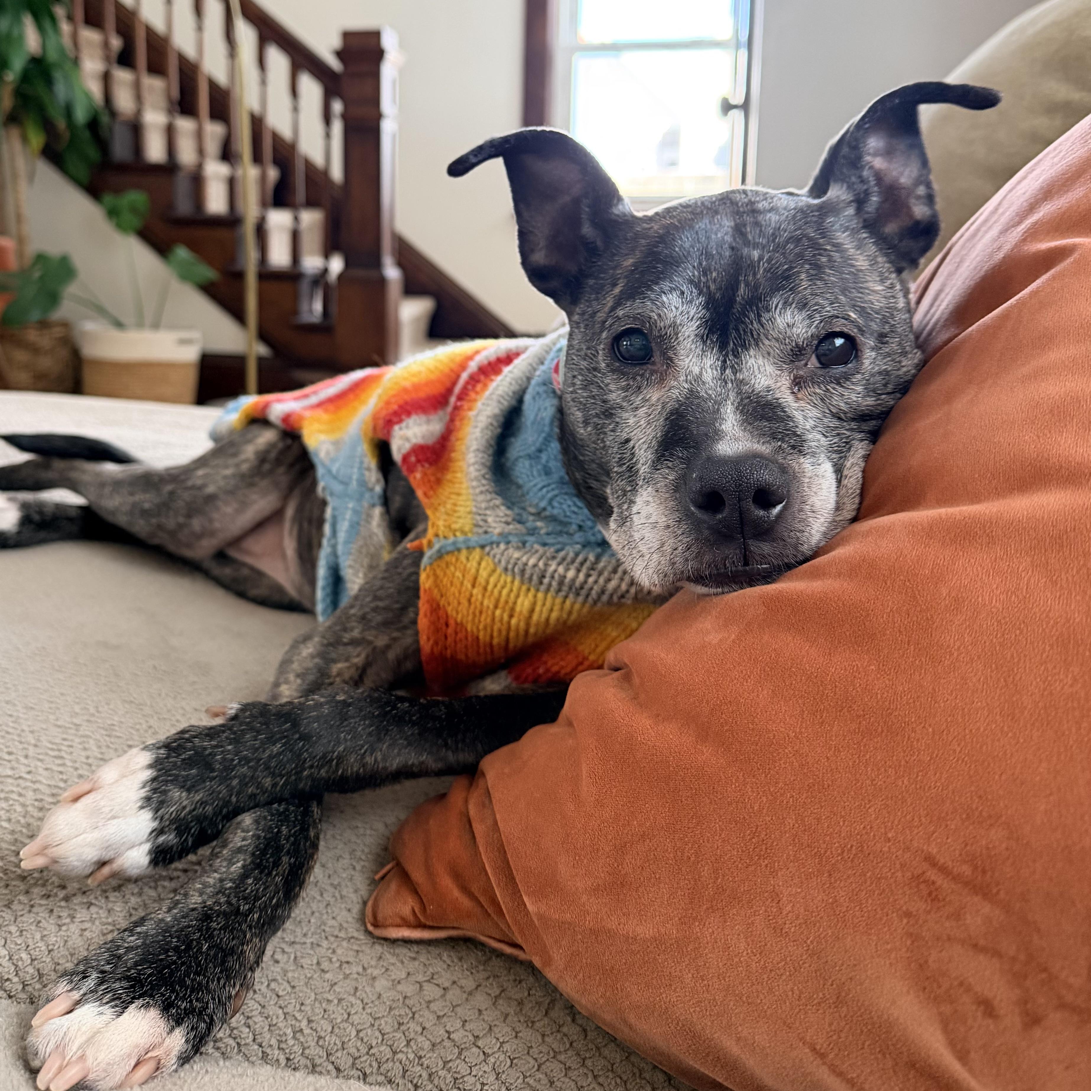 Enlarge Maple, a Adoptable mixed breed in Prior Lake, MN image 2/6