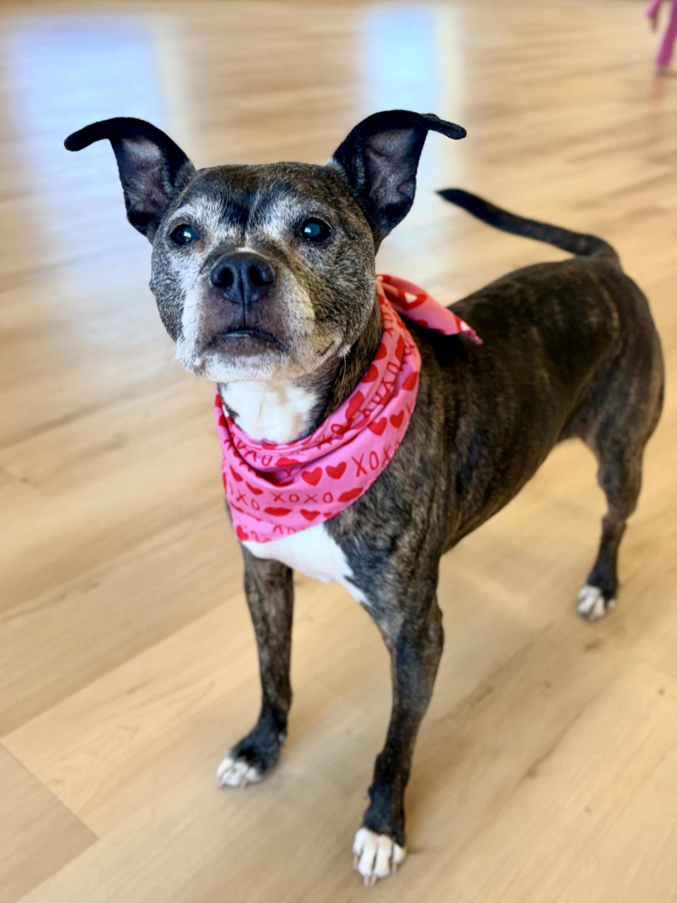 Enlarge Maple, a Adoptable mixed breed in Prior Lake, MN image 6/6