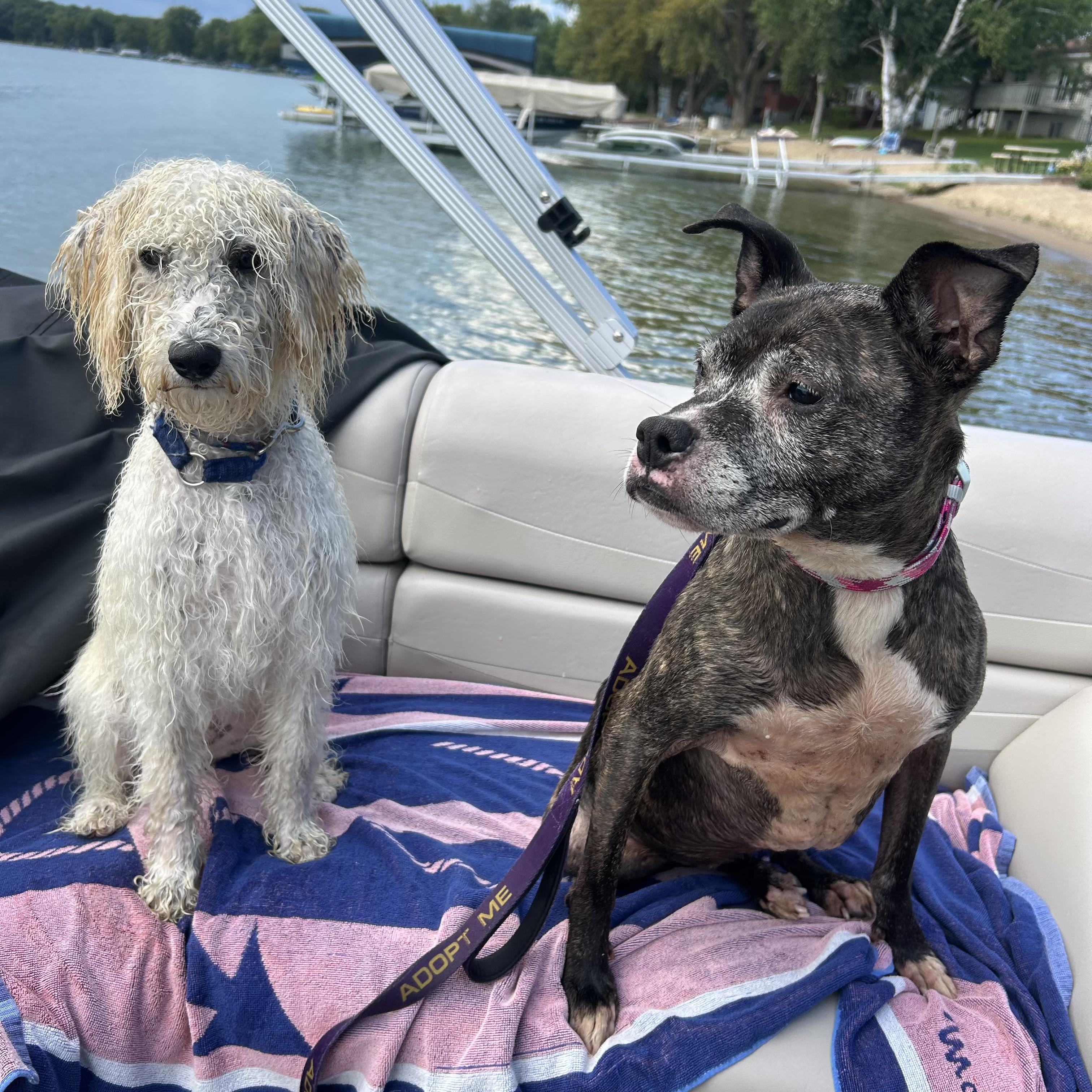 Maple, a Adoptable mixed breed in Prior Lake, MN image 4/6