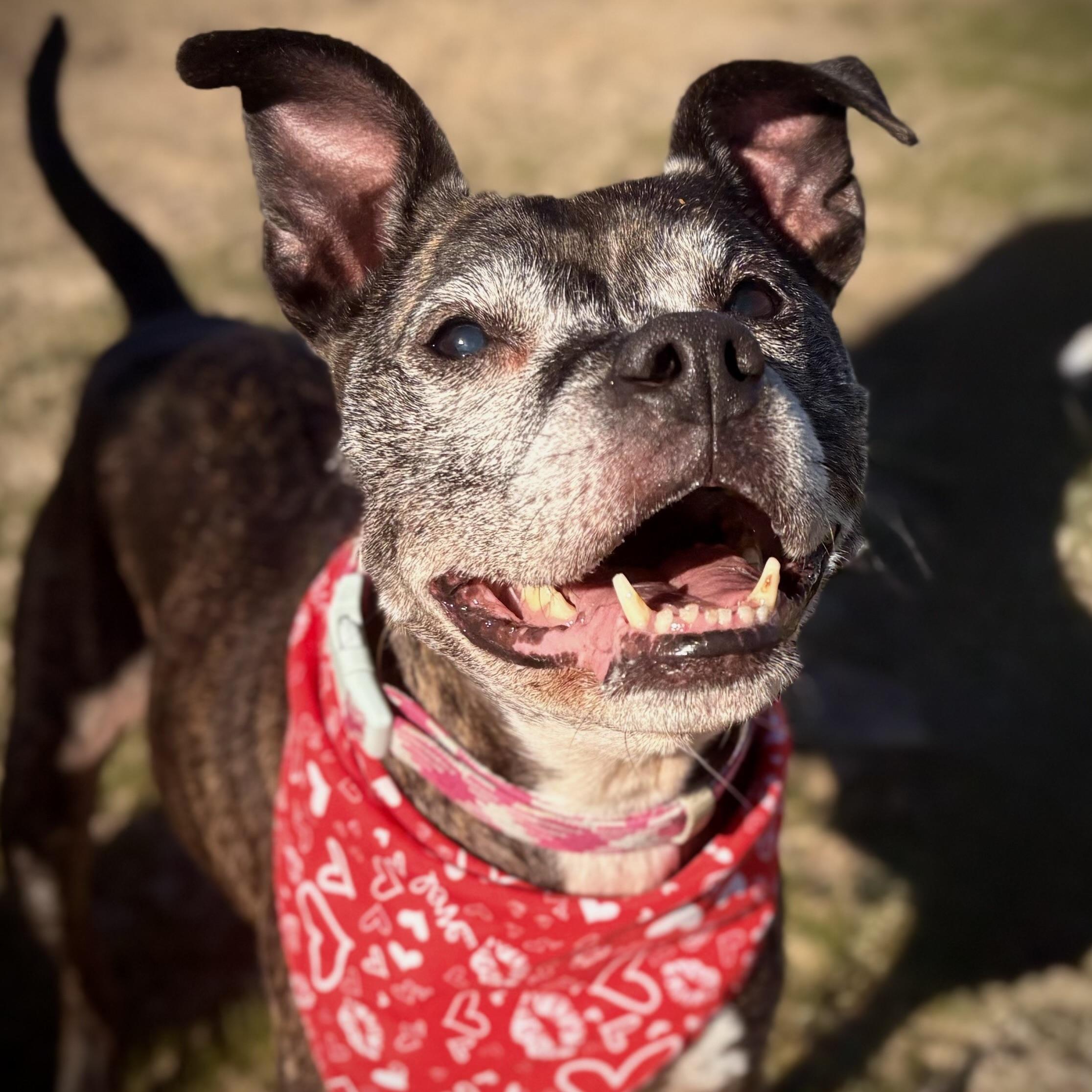Maple, a Adoptable mixed breed in Prior Lake, MN image 1/6