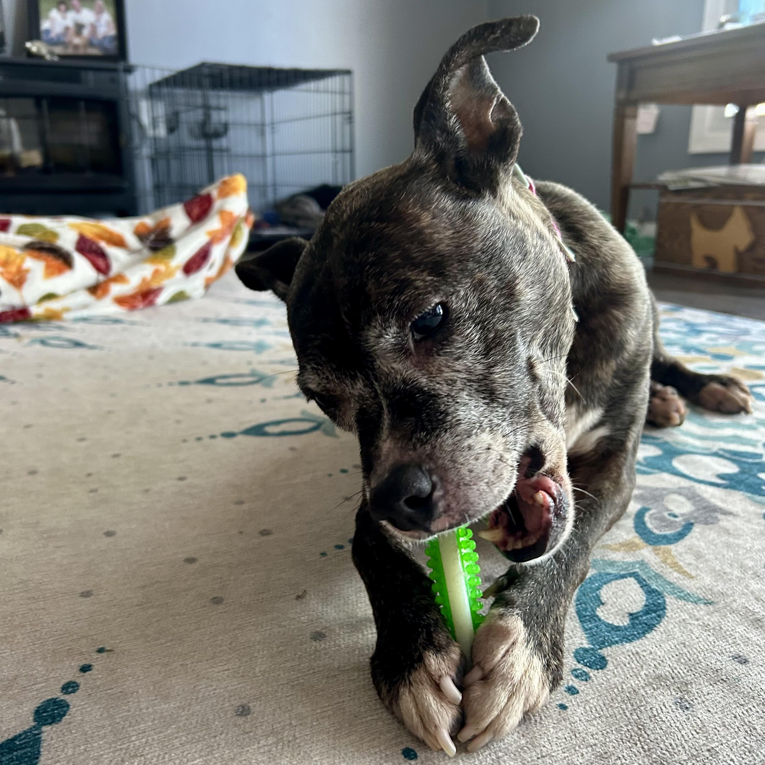 Maple, a Adoptable mixed breed in Prior Lake, MN image 5/6
