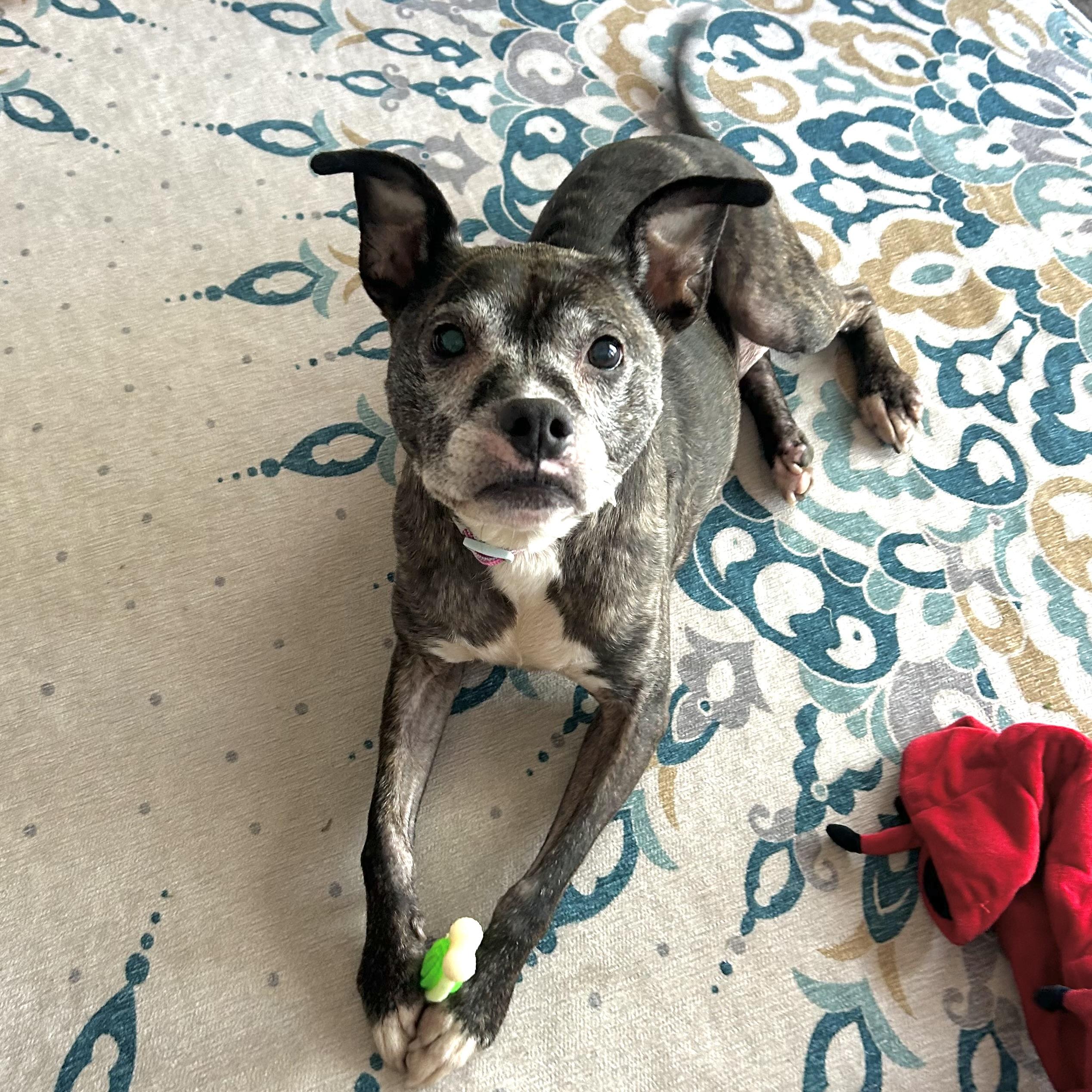 Maple, a Adoptable mixed breed in Prior Lake, MN image 2/6