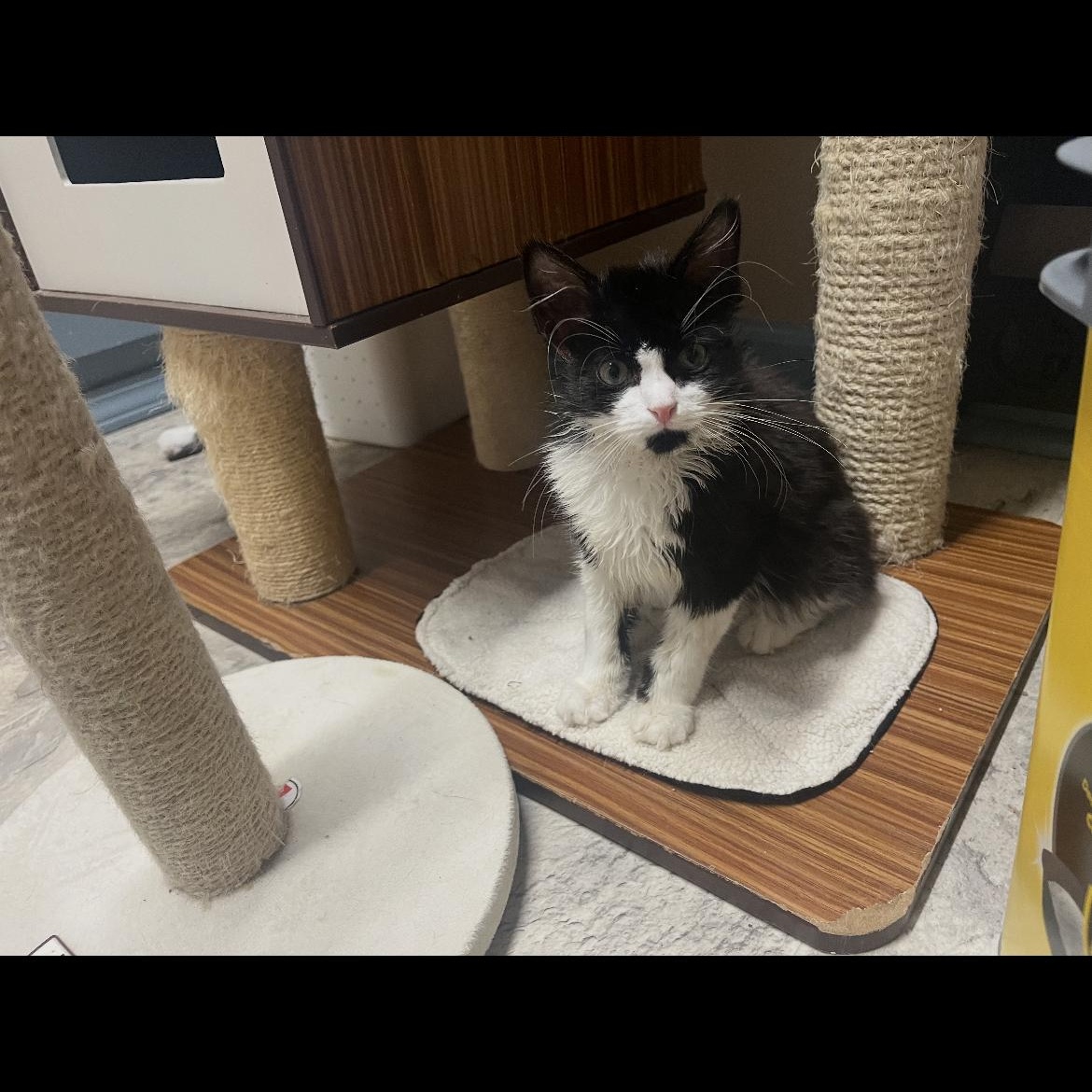 Jack, Adoptable, Kitten Male Domestic Long Hair.
