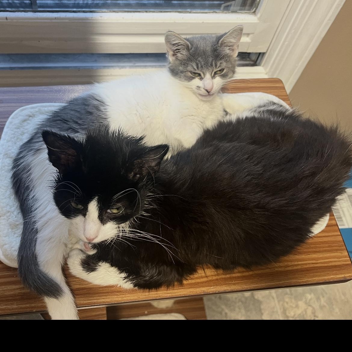 Jack, a Adoptable Domestic Long Hair in Brockport, NY image 4/4