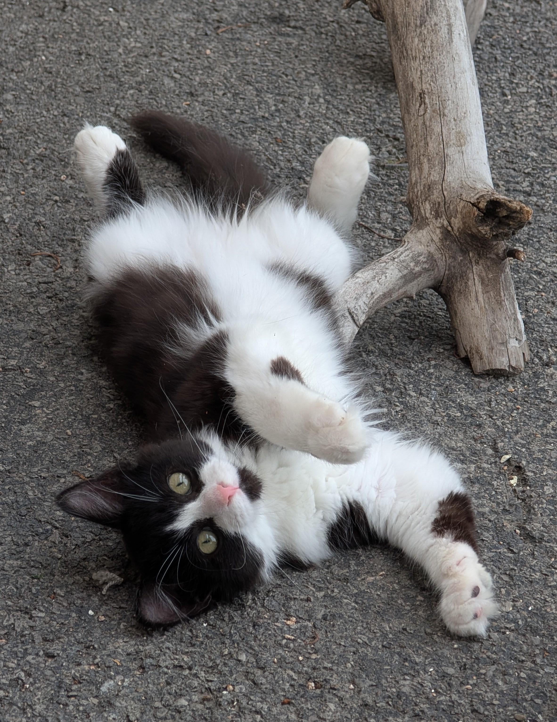 Enlarge Jack, a Adoptable Domestic Long Hair in Brockport, NY image 2/5