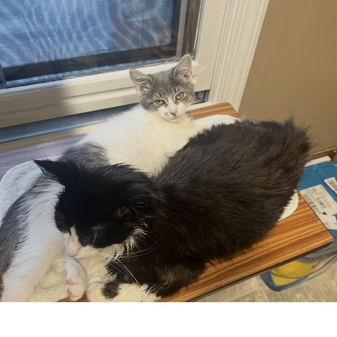 Jack, a Adoptable Domestic Long Hair in Brockport, NY image 3/4