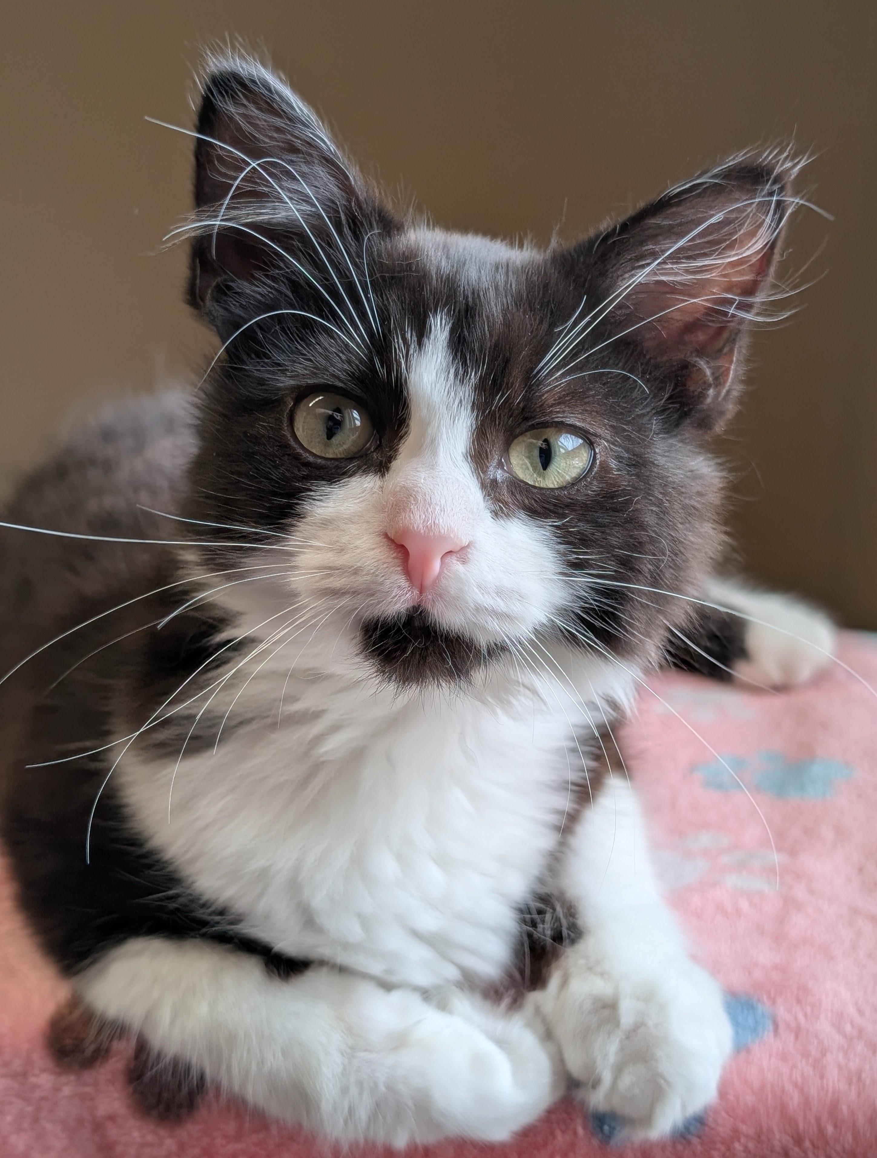 Jack, Adoptable, Kitten Male Domestic Long Hair.
