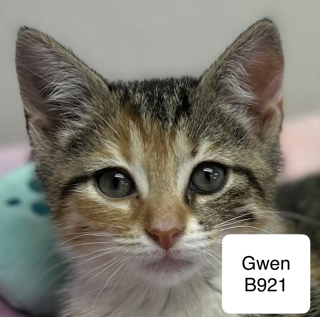 Enlarge Gwen, a ADOPTABLE Domestic Short Hair in Morganton, NC image 1/1