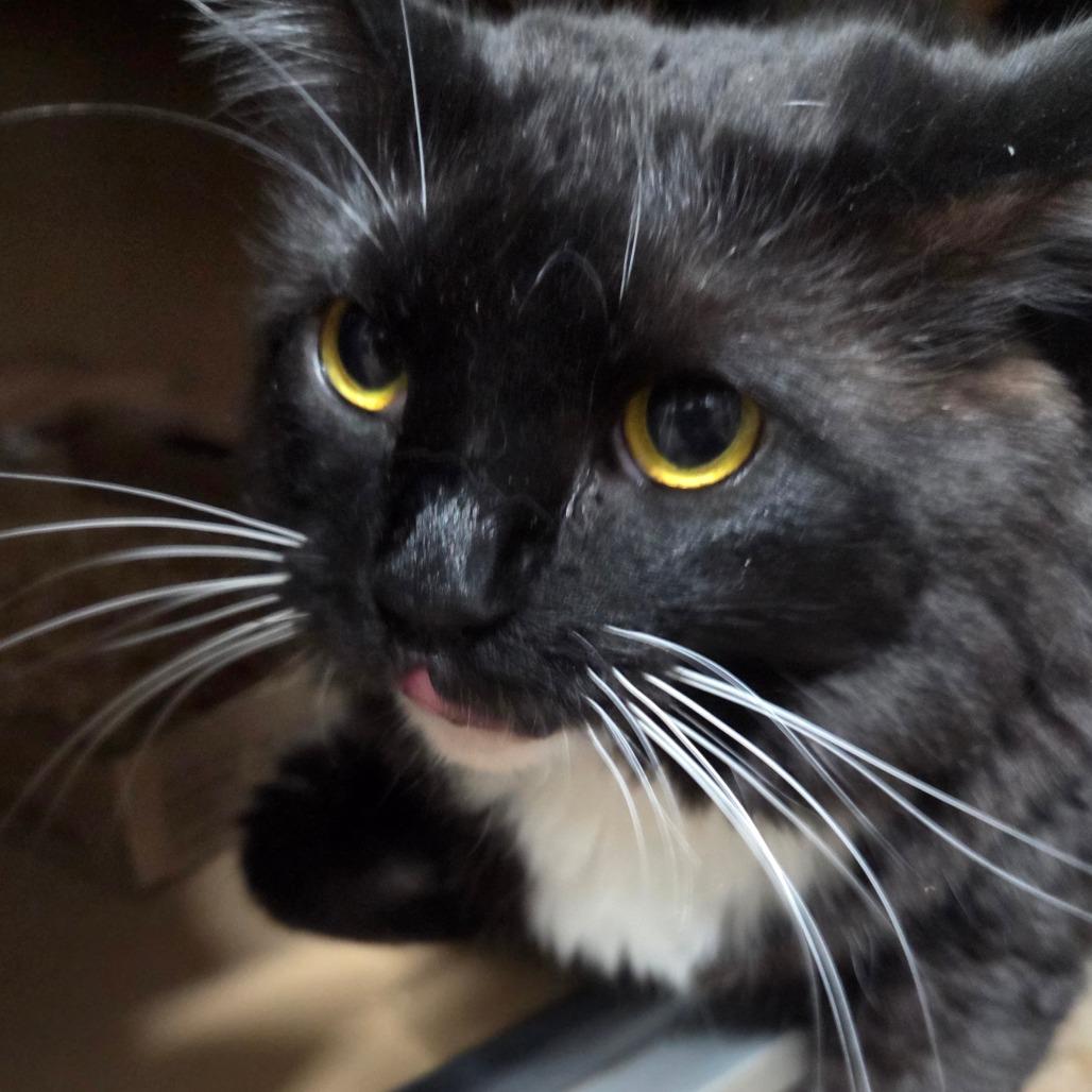 Soxxy, Adoptable, Adult Female Domestic Medium Hair & Domestic Short Hair.