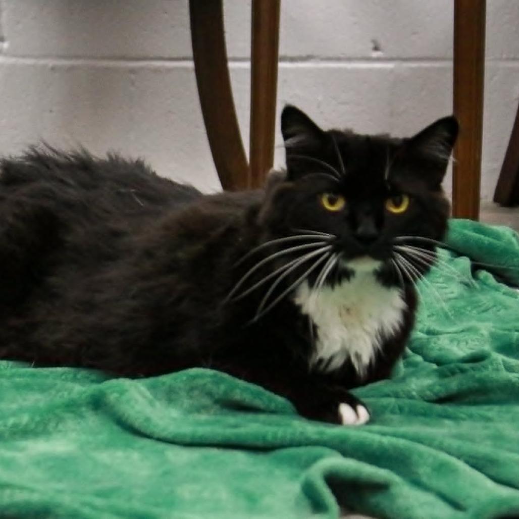 Soxxy, a Adoptable mixed breed in Madisonville, KY image 2/2