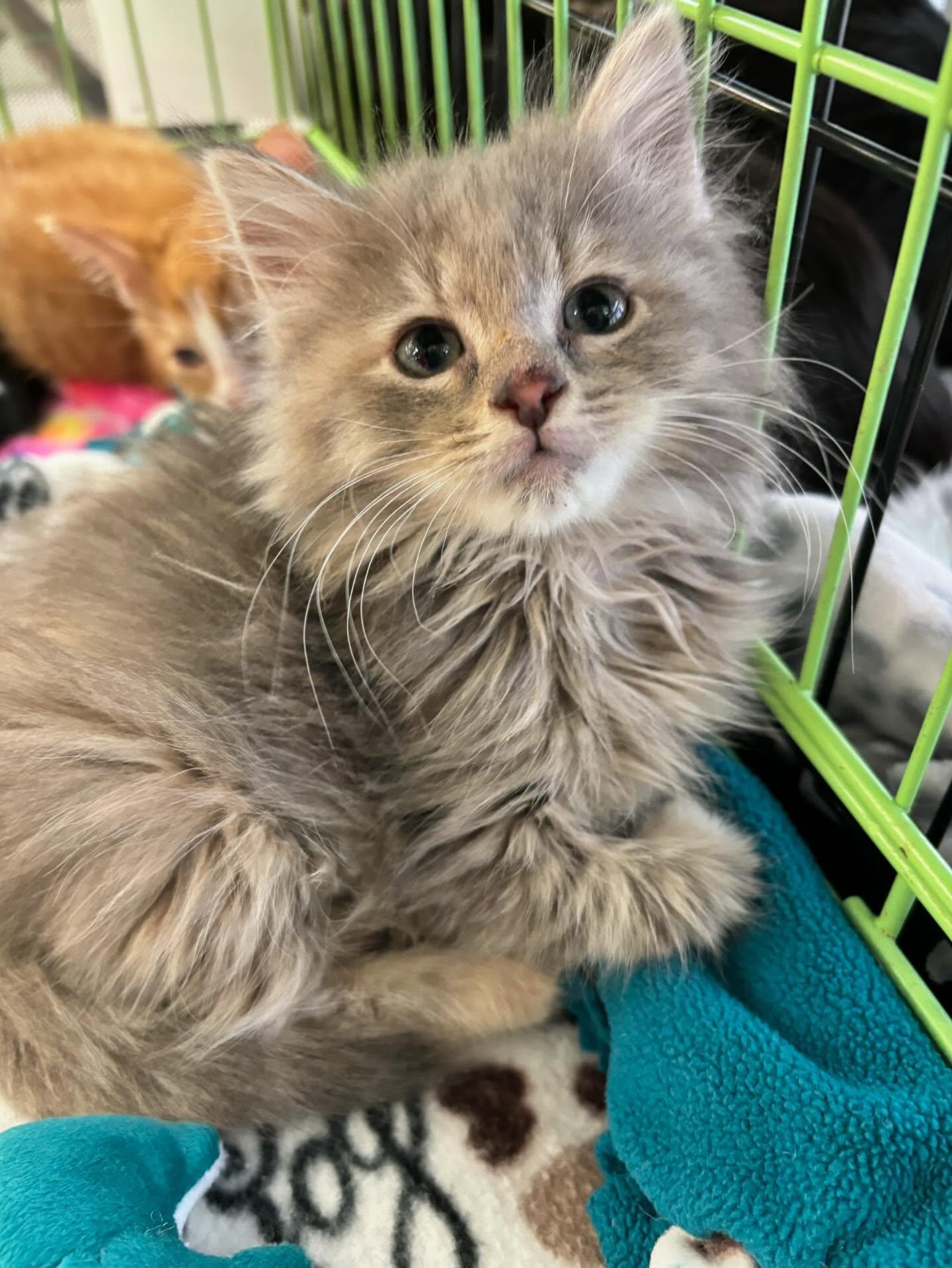 Enlarge River Song, an adopted mixed breed in Omaha, NE image 1/1