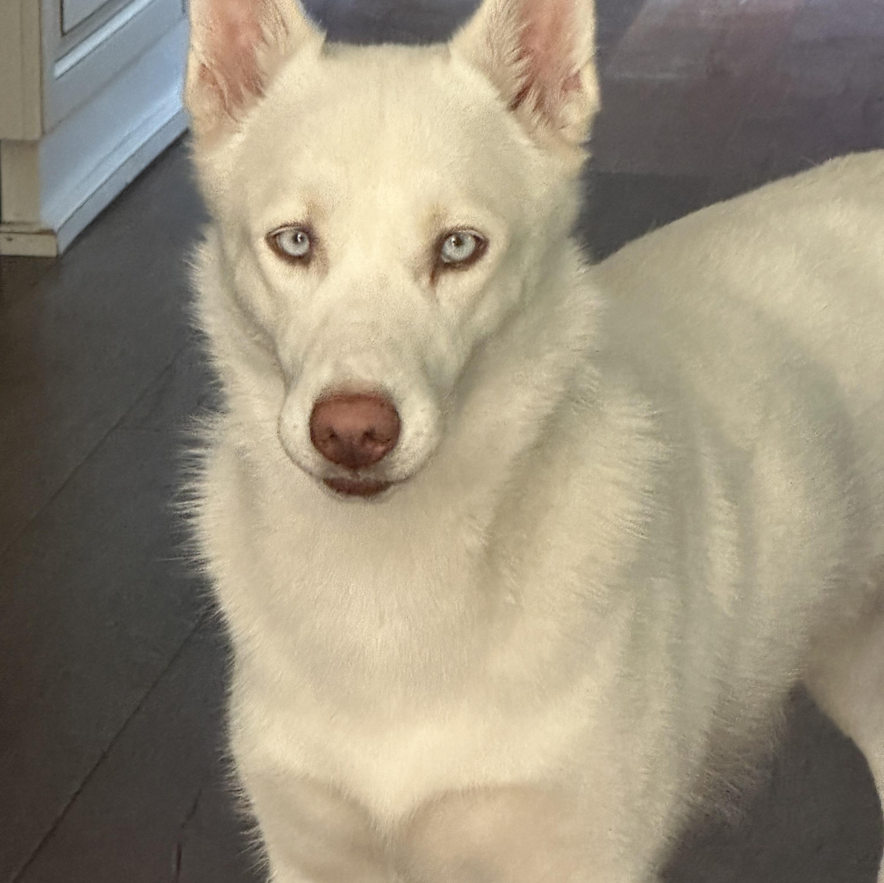 Enlarge Nanuq, an adoptable mixed breed in Torrance, CA image 1/2