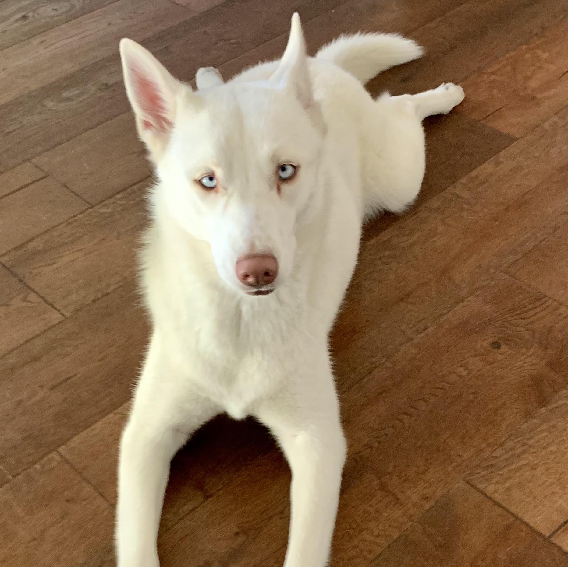 Enlarge Nanuq, an adoptable mixed breed in Torrance, CA image 2/2