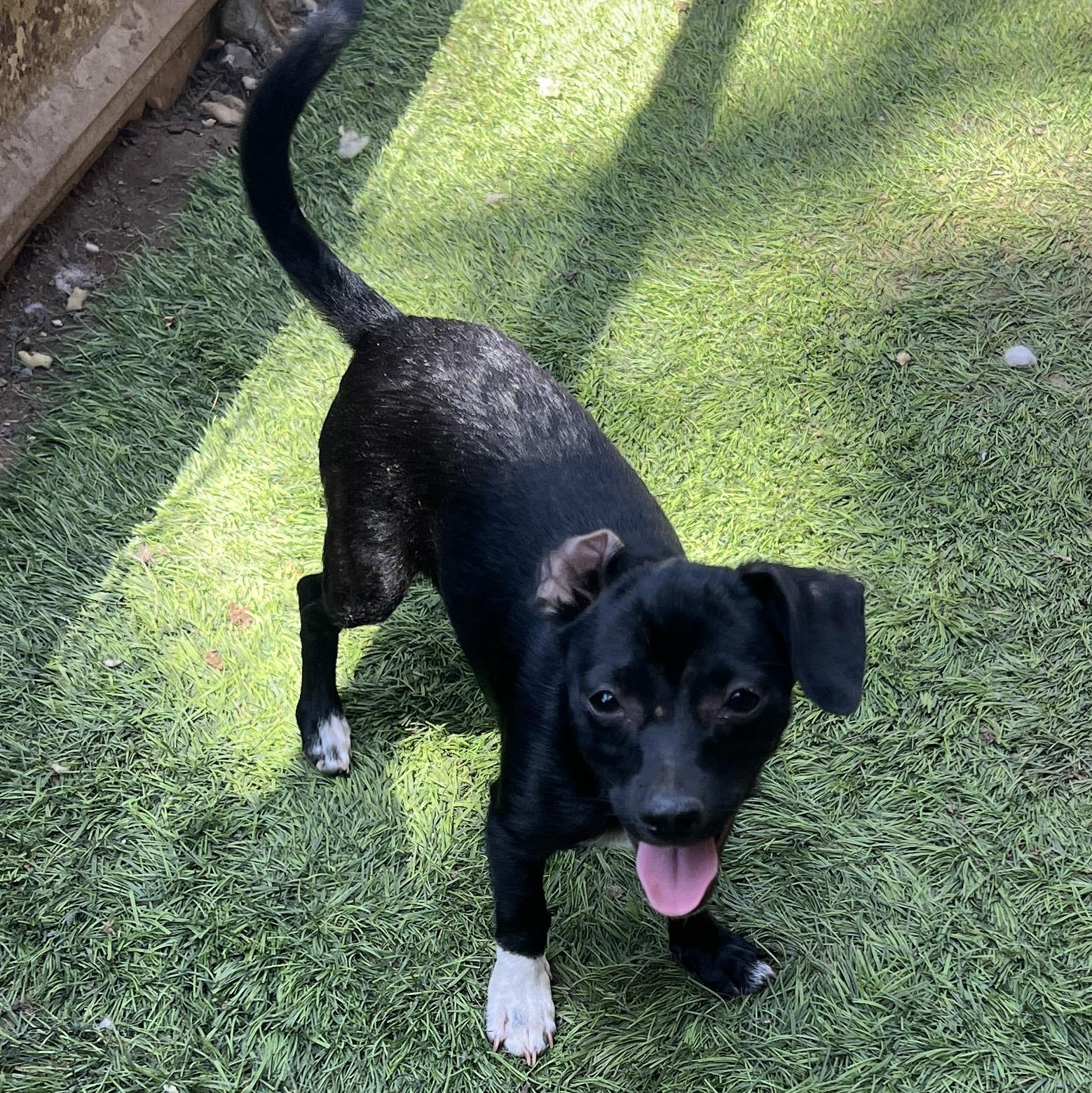 Enlarge Buttercup, a Adoptable mixed breed in San Diego , CA image 2/5