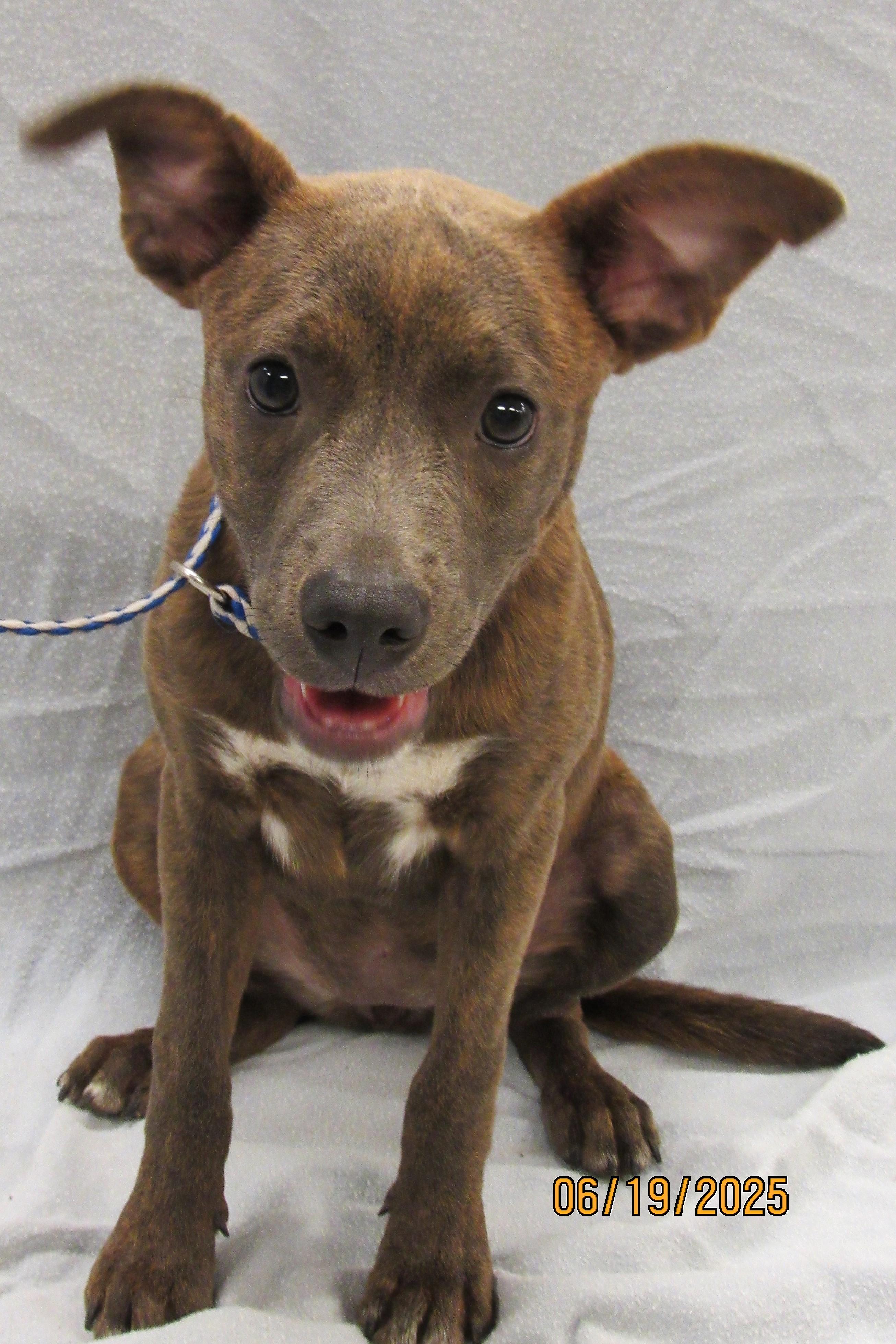 Bailey, Adoptable, Puppy Female Terrier.