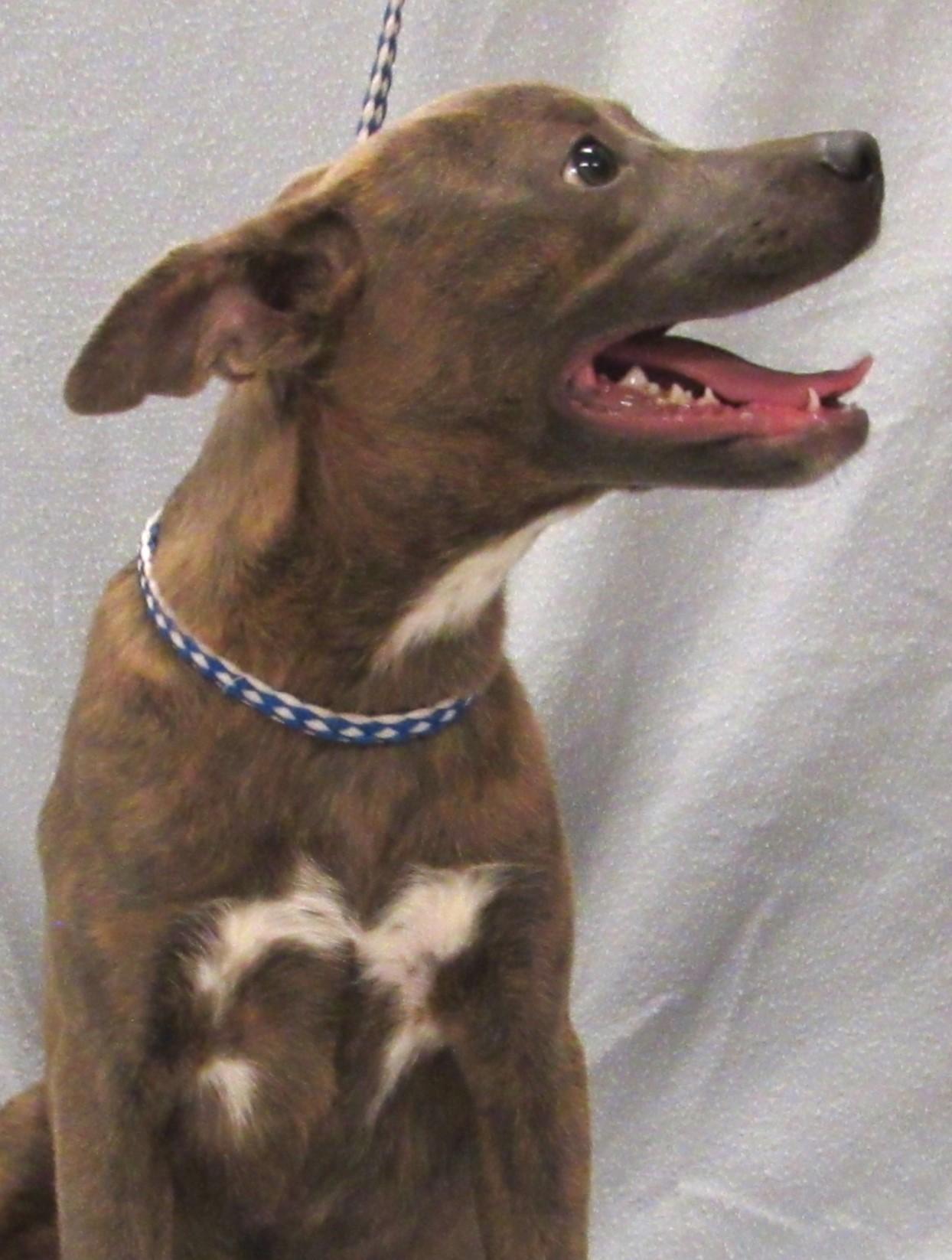 Enlarge Bailey, a Adoptable mixed breed in Conroe, TX image 3/5