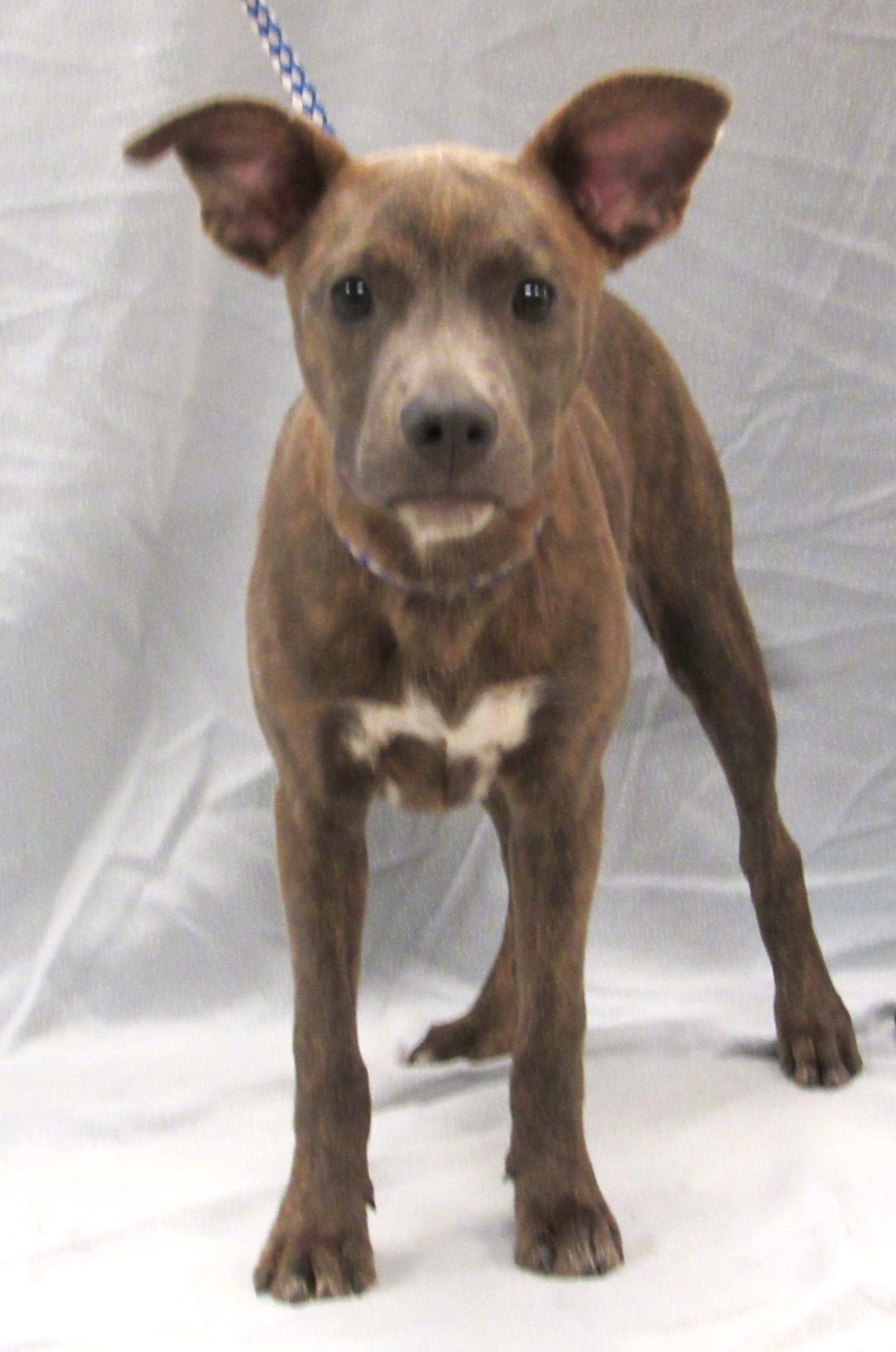 Enlarge Bailey, a Adoptable mixed breed in Conroe, TX image 2/5
