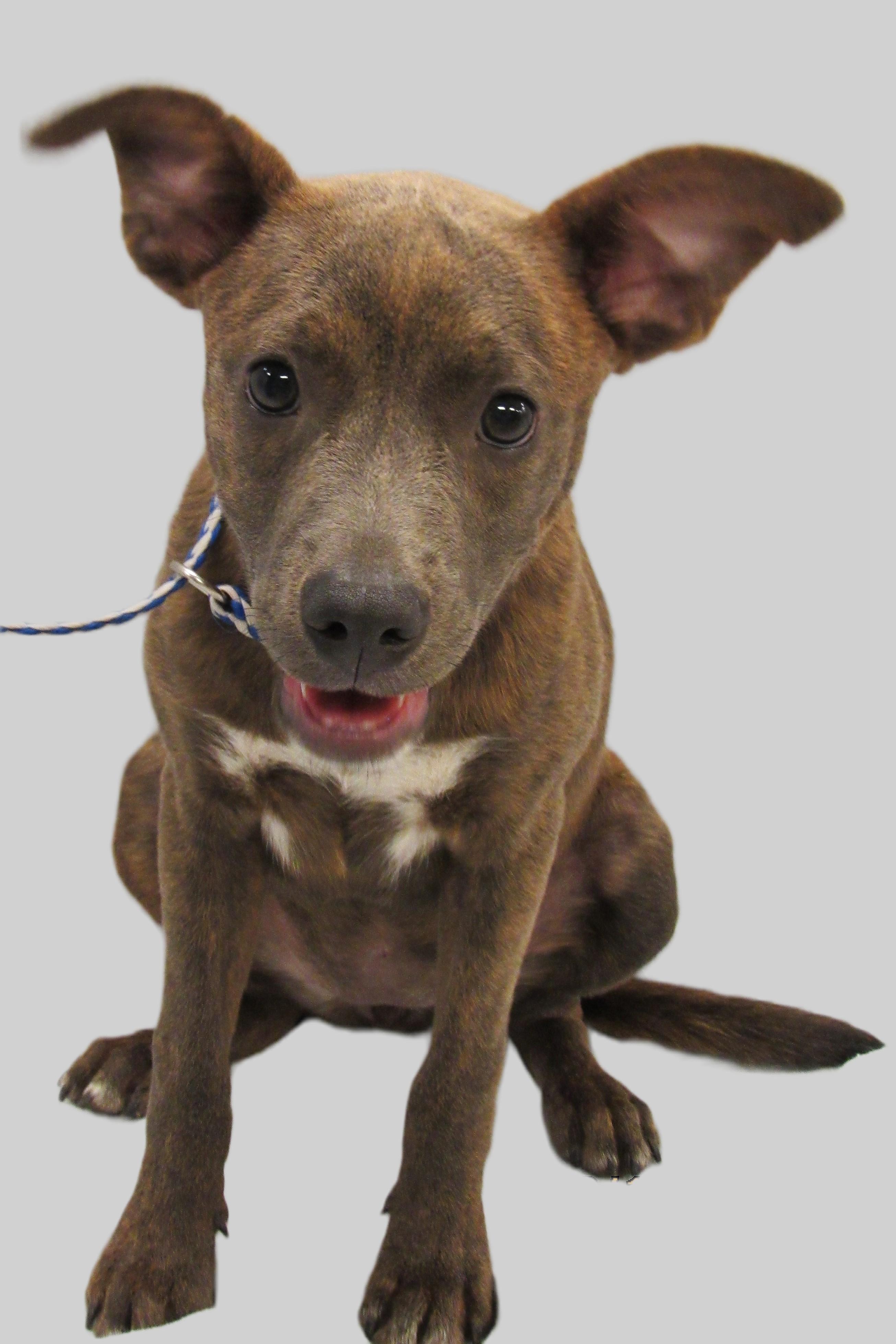 Bailey, Adoptable, Puppy Female Terrier.