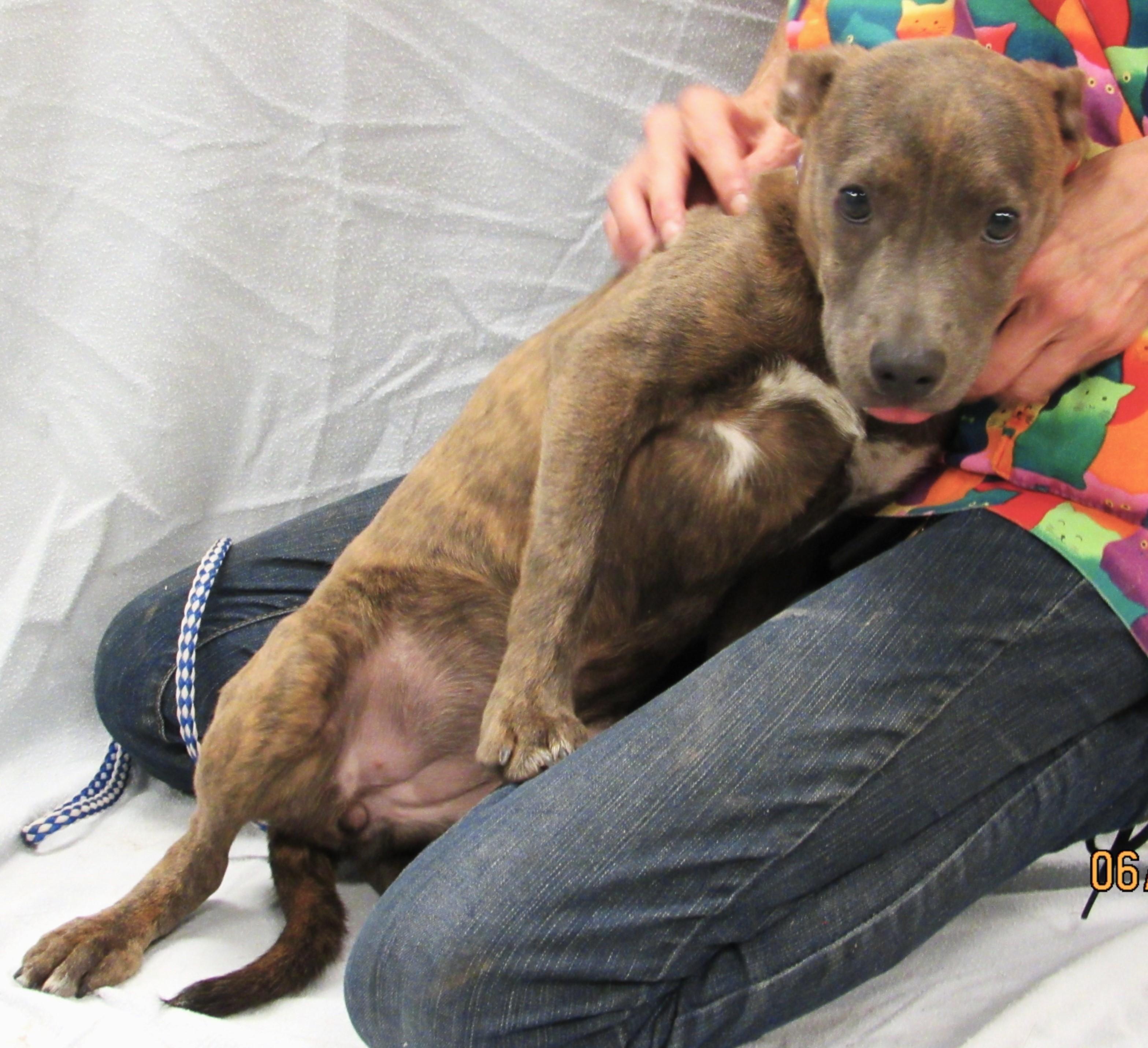 Enlarge Bailey, a Adoptable mixed breed in Conroe, TX image 5/5