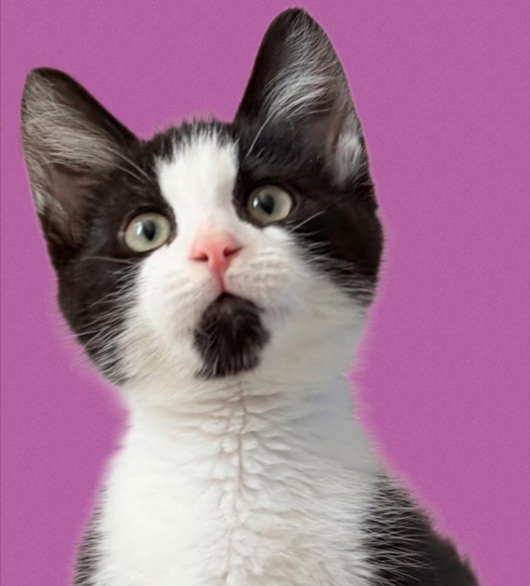 Chili, a Adoptable mixed breed in Berlin, CT image 2/6