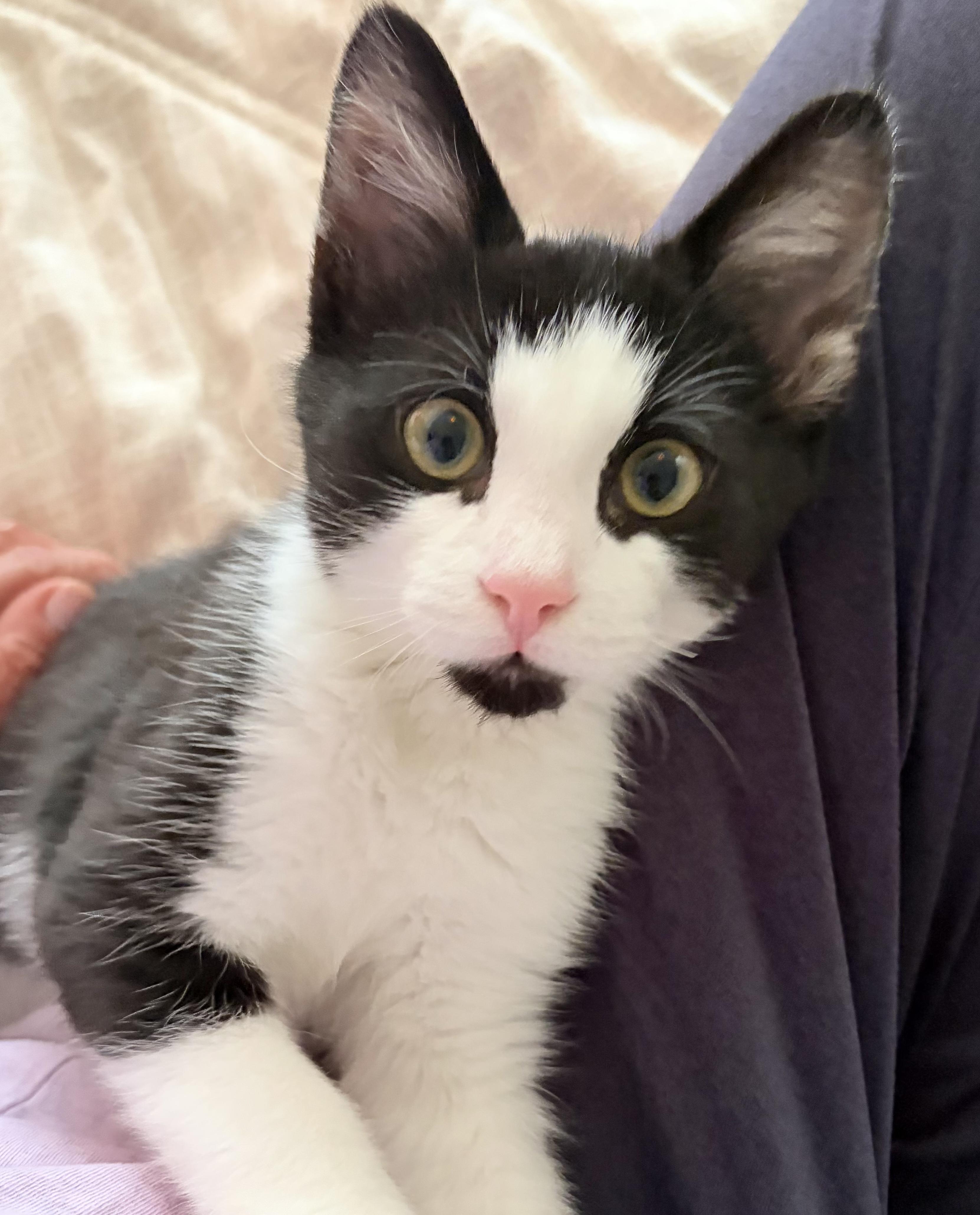 Chili, a Adoptable mixed breed in Bloomfield, CT image 2/2