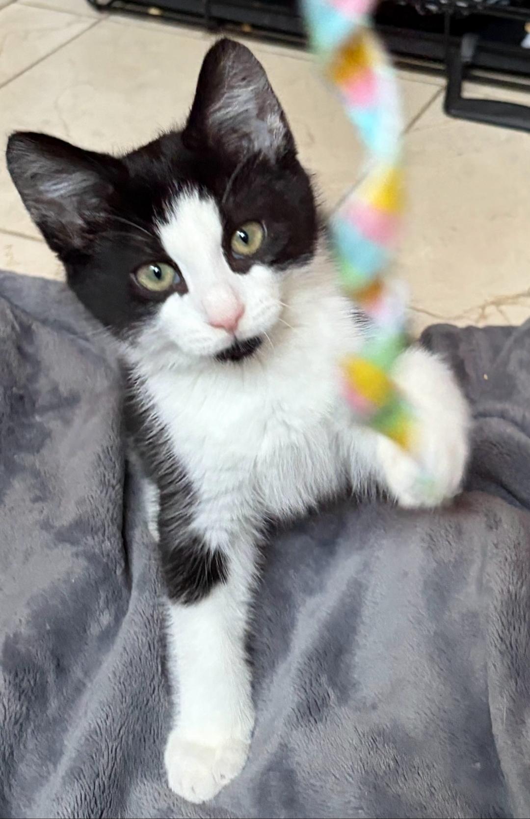 Chili, a Adoptable mixed breed in Bloomfield, CT image 1/2