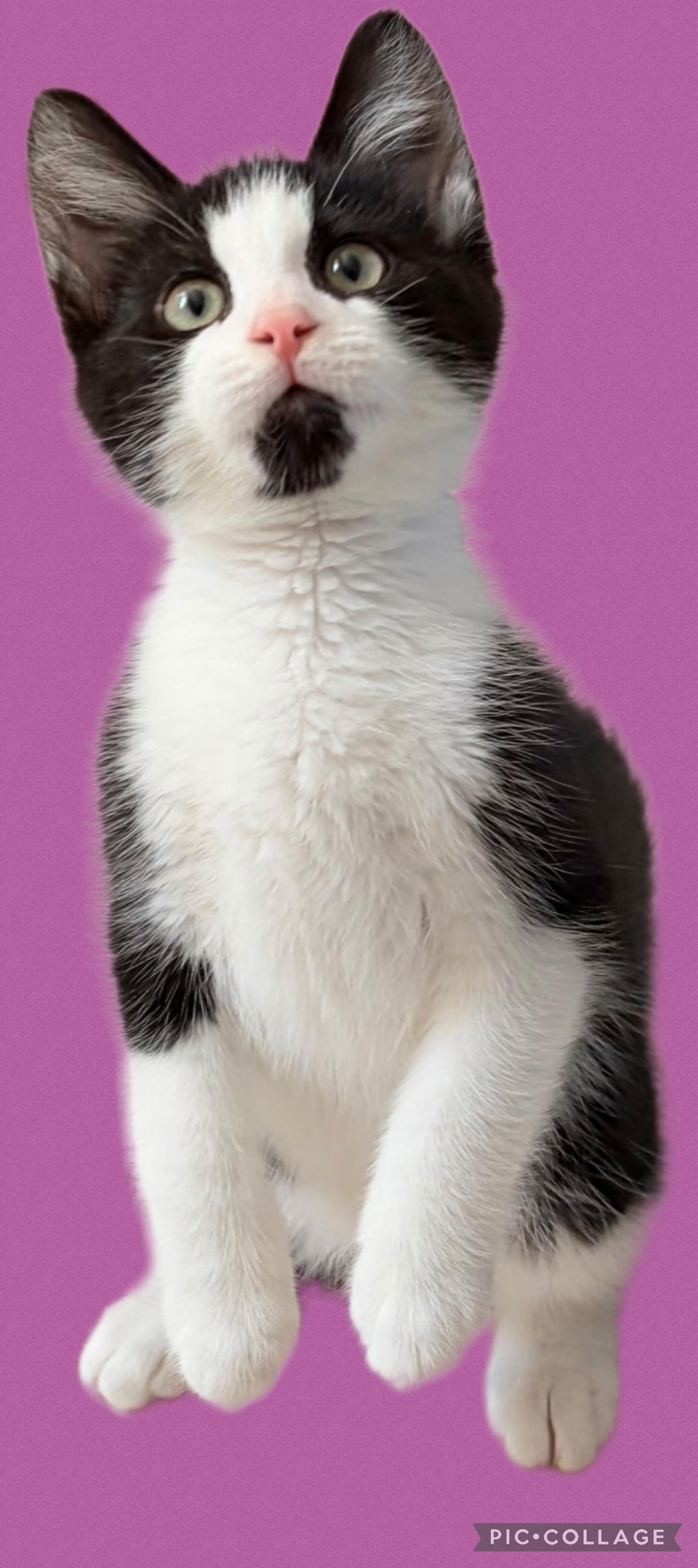 Chili, a Adoptable mixed breed in Berlin, CT image 5/6