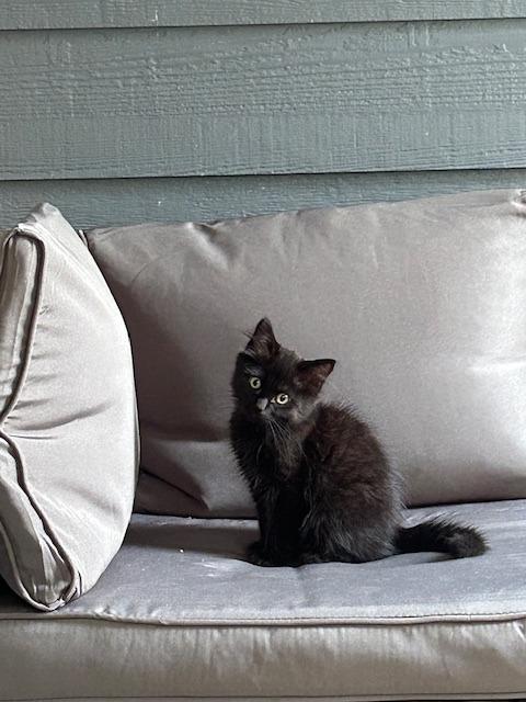 Enlarge Mint, a Adoptable Domestic Long Hair in Eugene, OR image 1/1