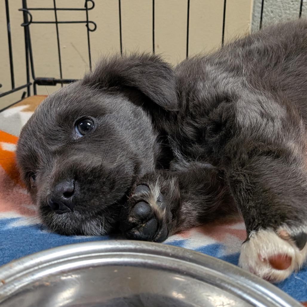 Enlarge Malt (in PA), a Adoptable Mixed Breed in Huntsville, AL image 1/4