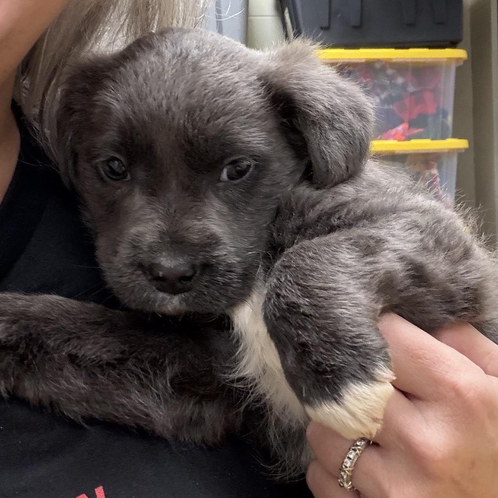 Enlarge Malt (in PA), a Adoptable Mixed Breed in Huntsville, AL image 2/4