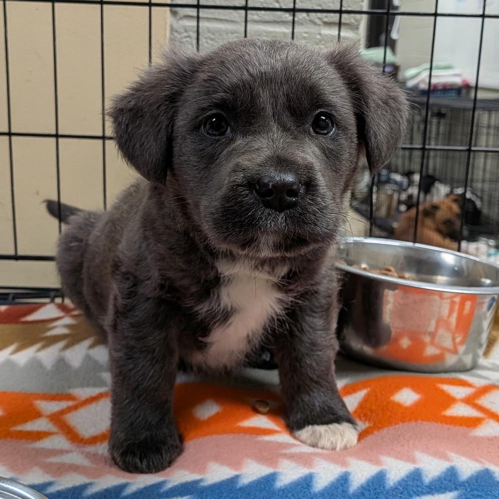 Enlarge Malt (in PA), a Adoptable Mixed Breed in Huntsville, AL image 3/4