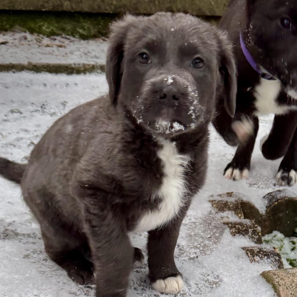 Malt (in PA), a Adoptable Mixed Breed in Shoemakersville, PA image 1/6